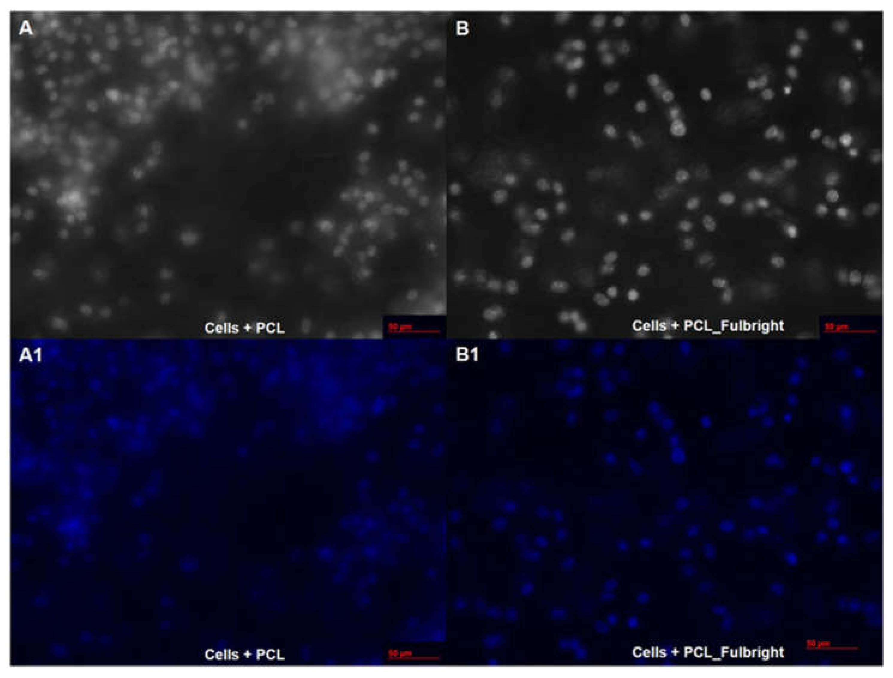 Polymers 14 01948 g008