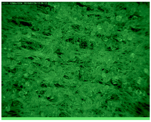 Polymers 14 01961 i006 Polymers 14 01961 i006