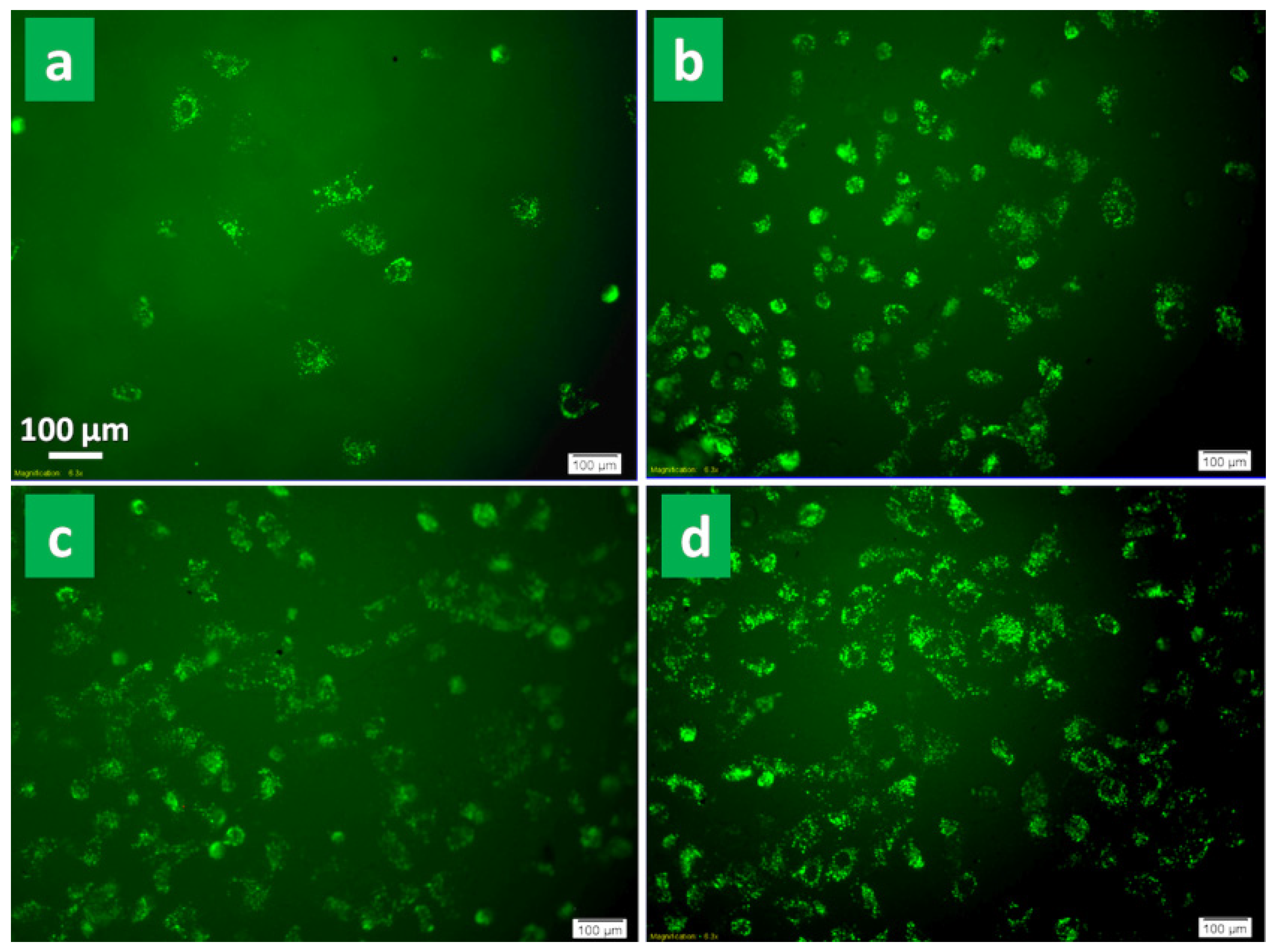 Polymers 14 01974 g006