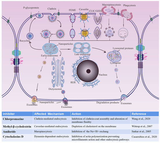 Polymers 14 01975 g006 550