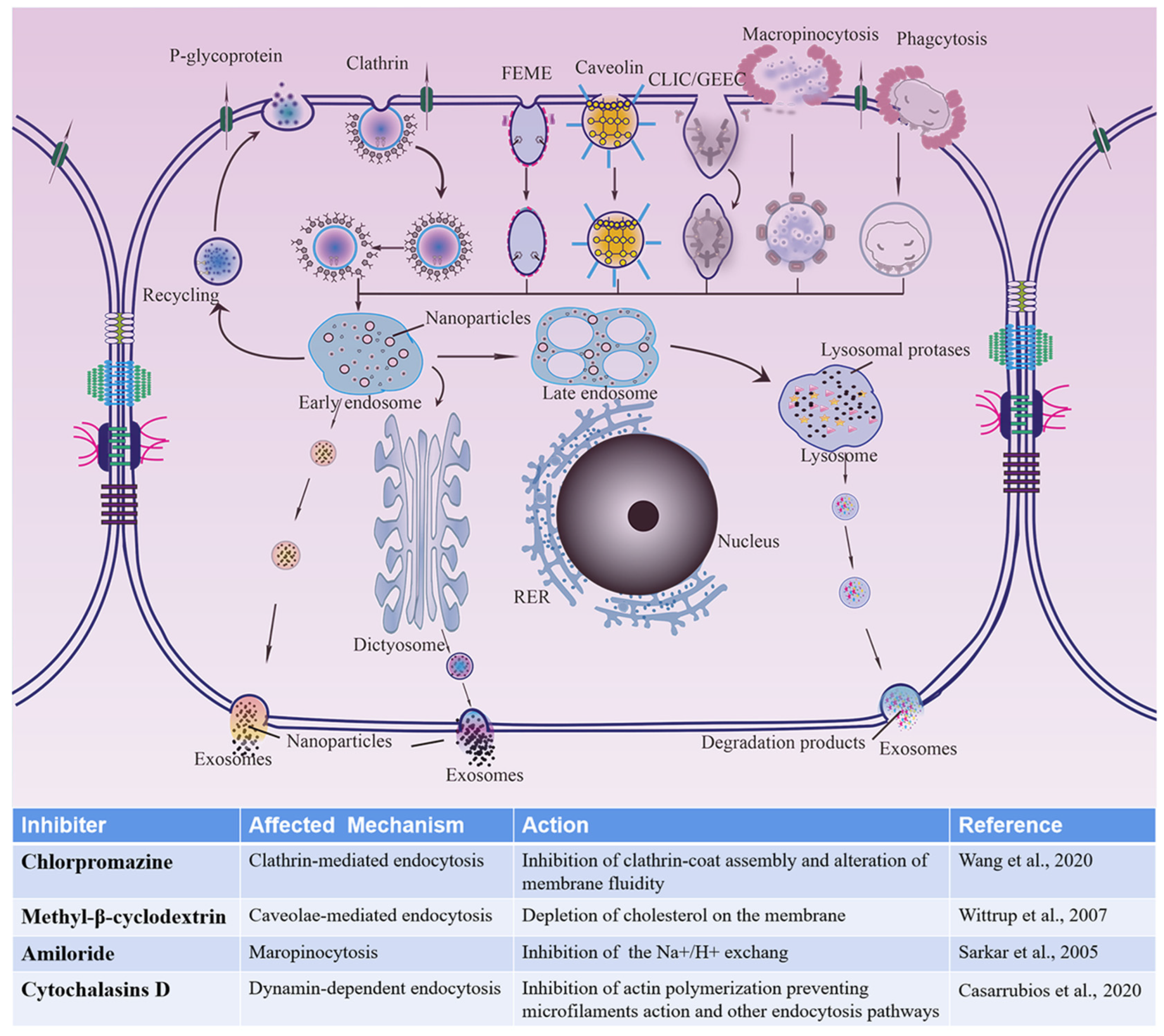 Polymers 14 01975 g006