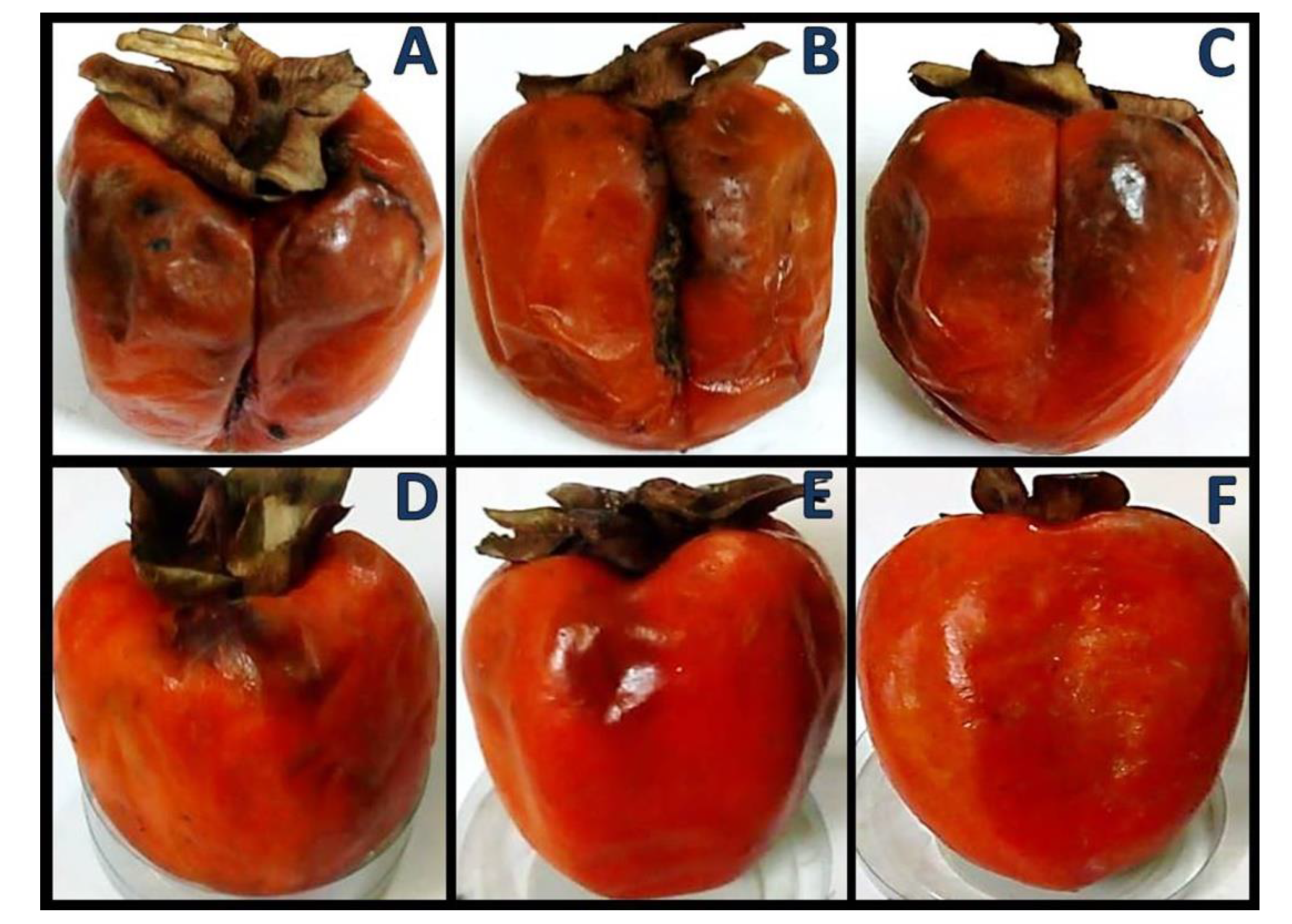 Polymers 14 02116 g003