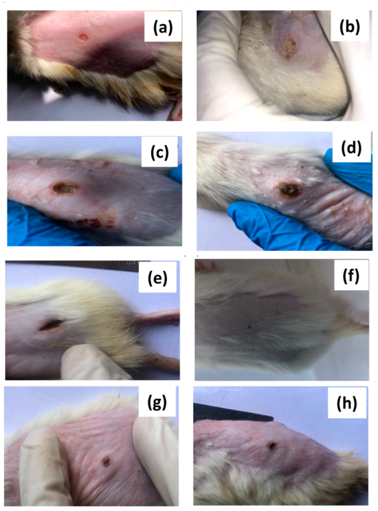 Polymers 14 02168 g009