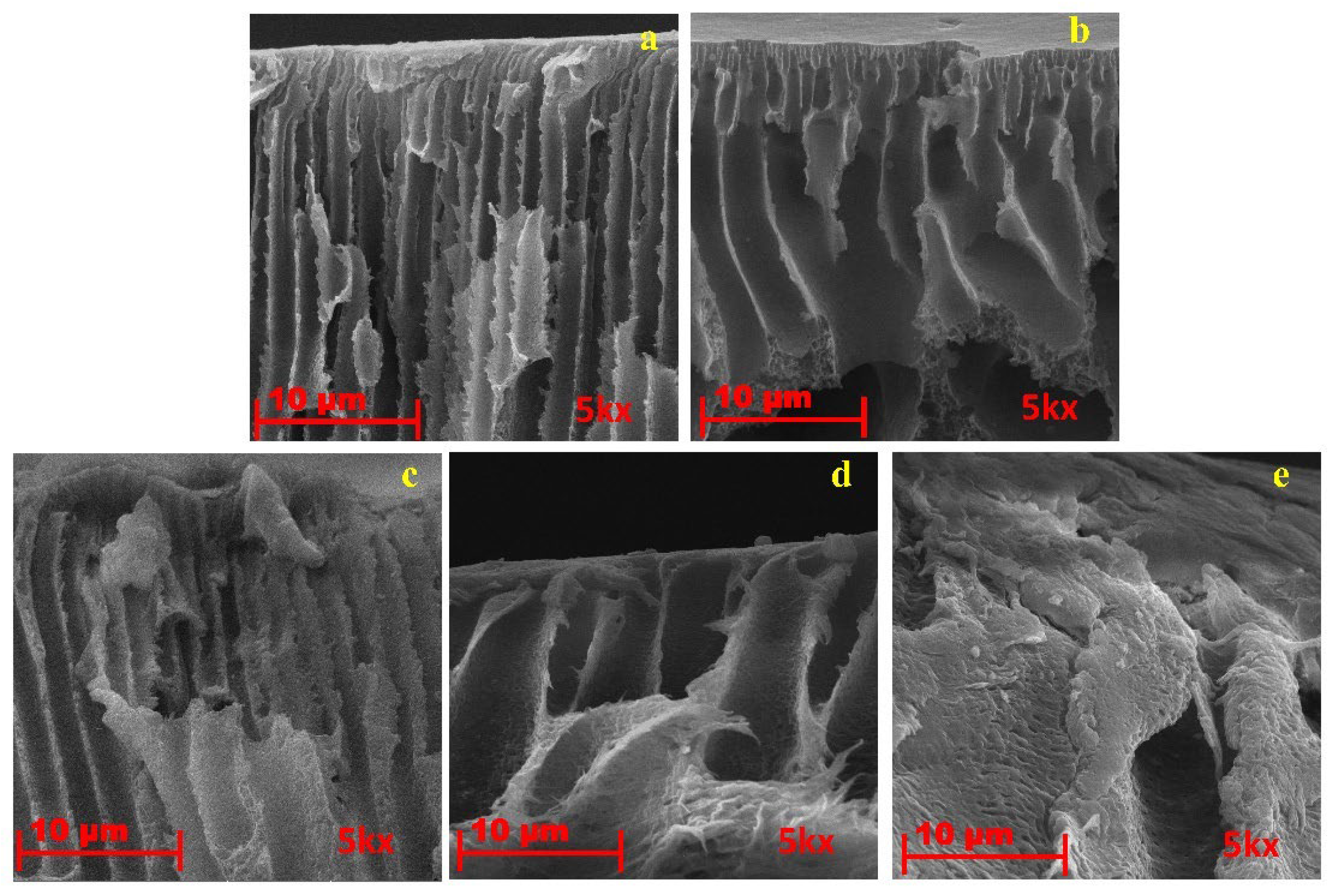 Polymers 14 02264 g010