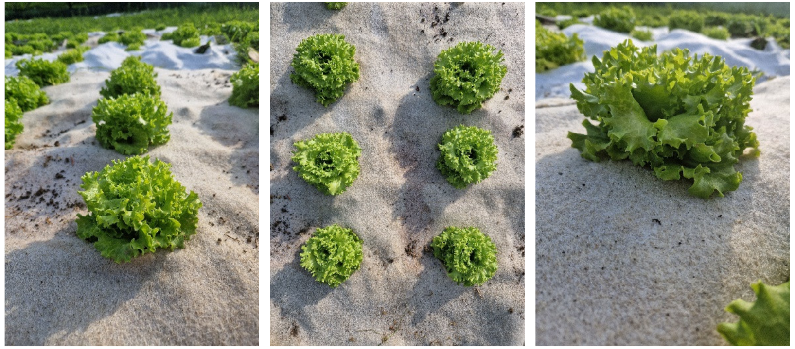 Polymers 14 02272 g003