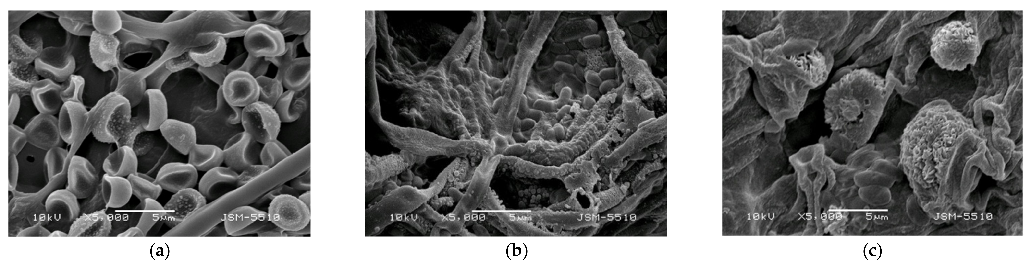 Polymers 14 02356 g005