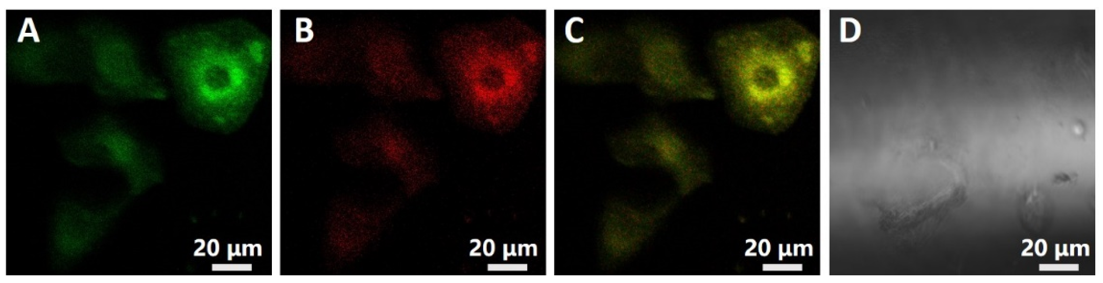 Polymers 14 02420 g009