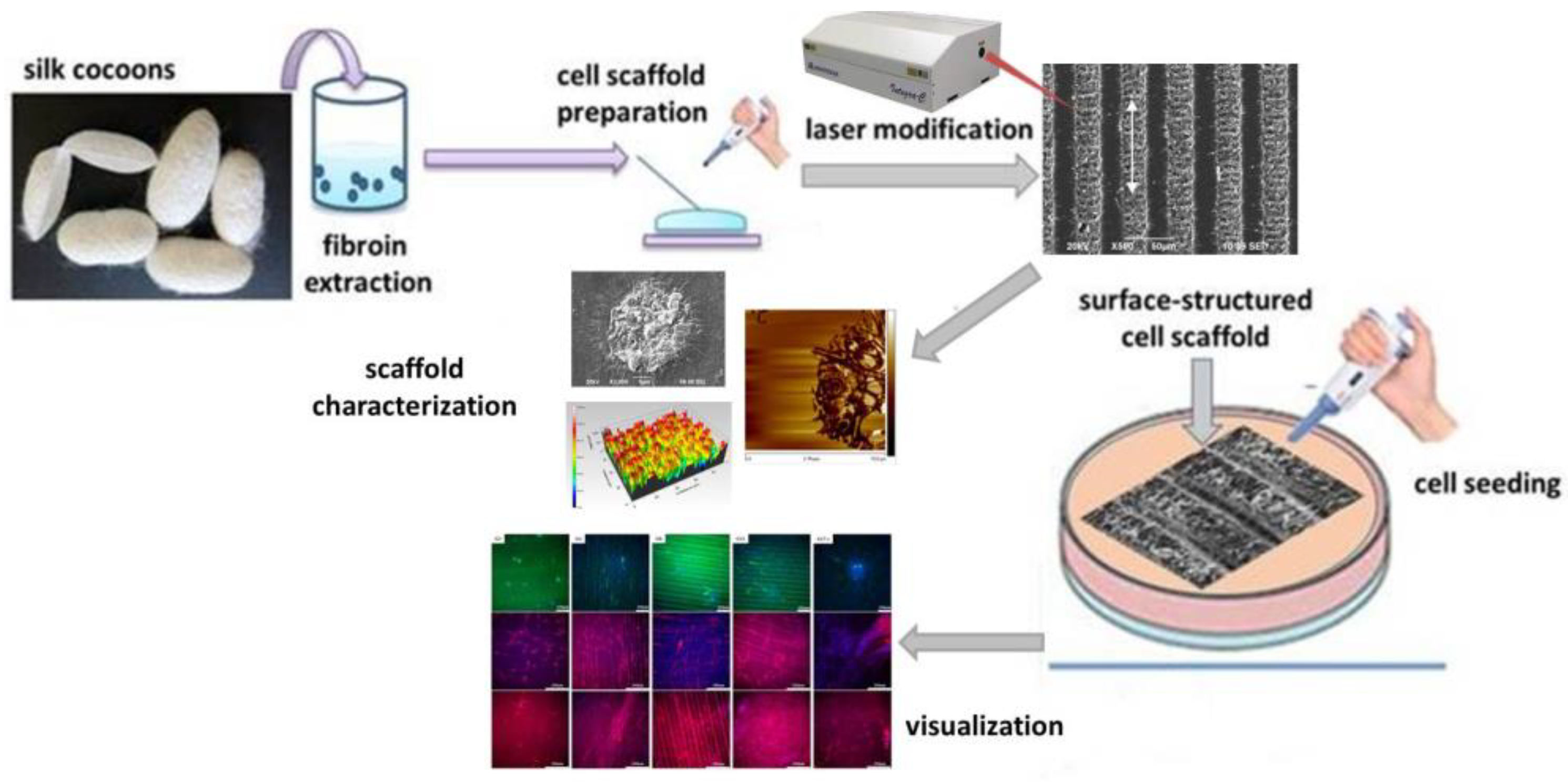 Polymers 14 02584 g001