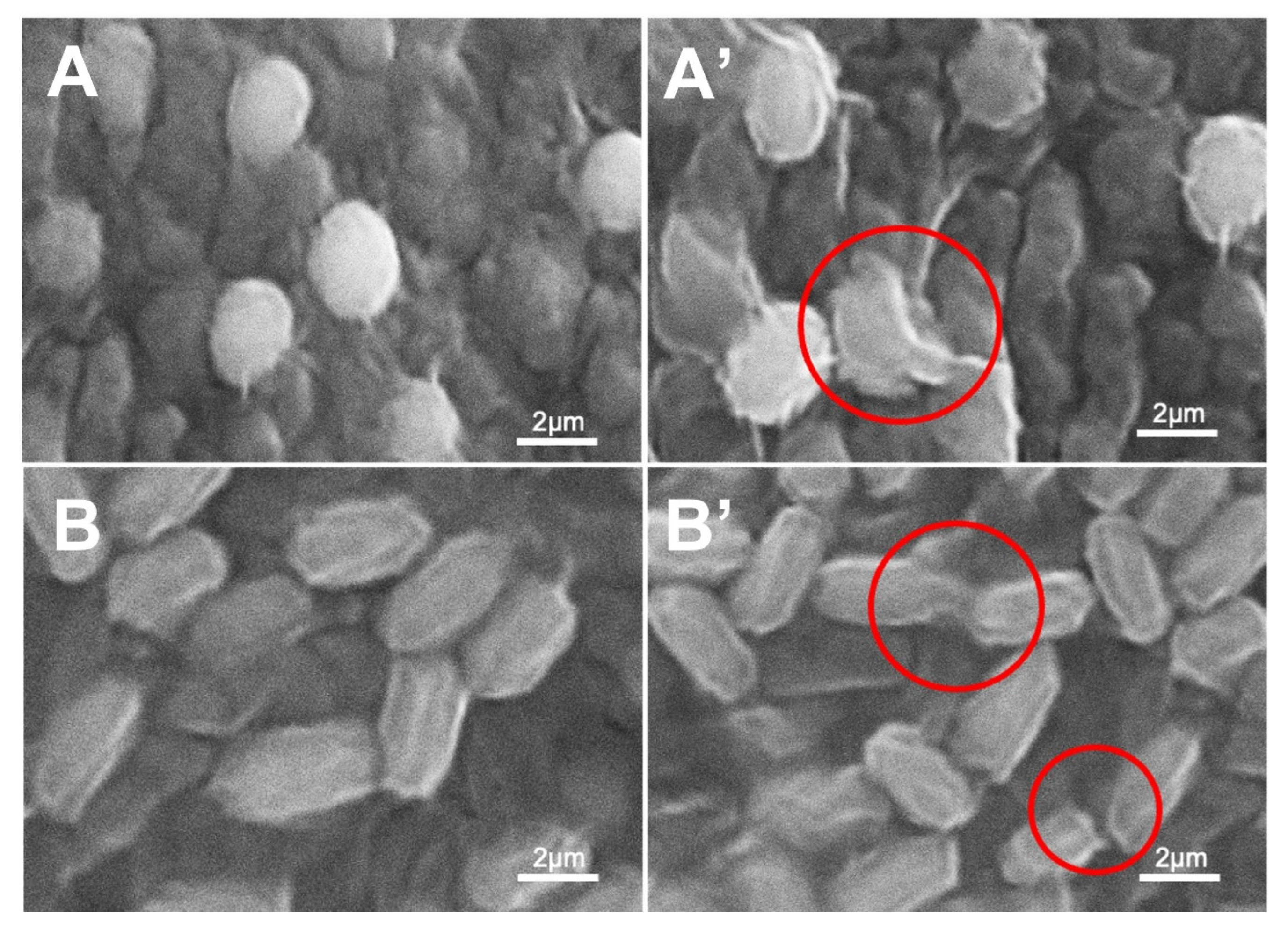Polymers 14 02617 g006 Polymers 14 02617 g006