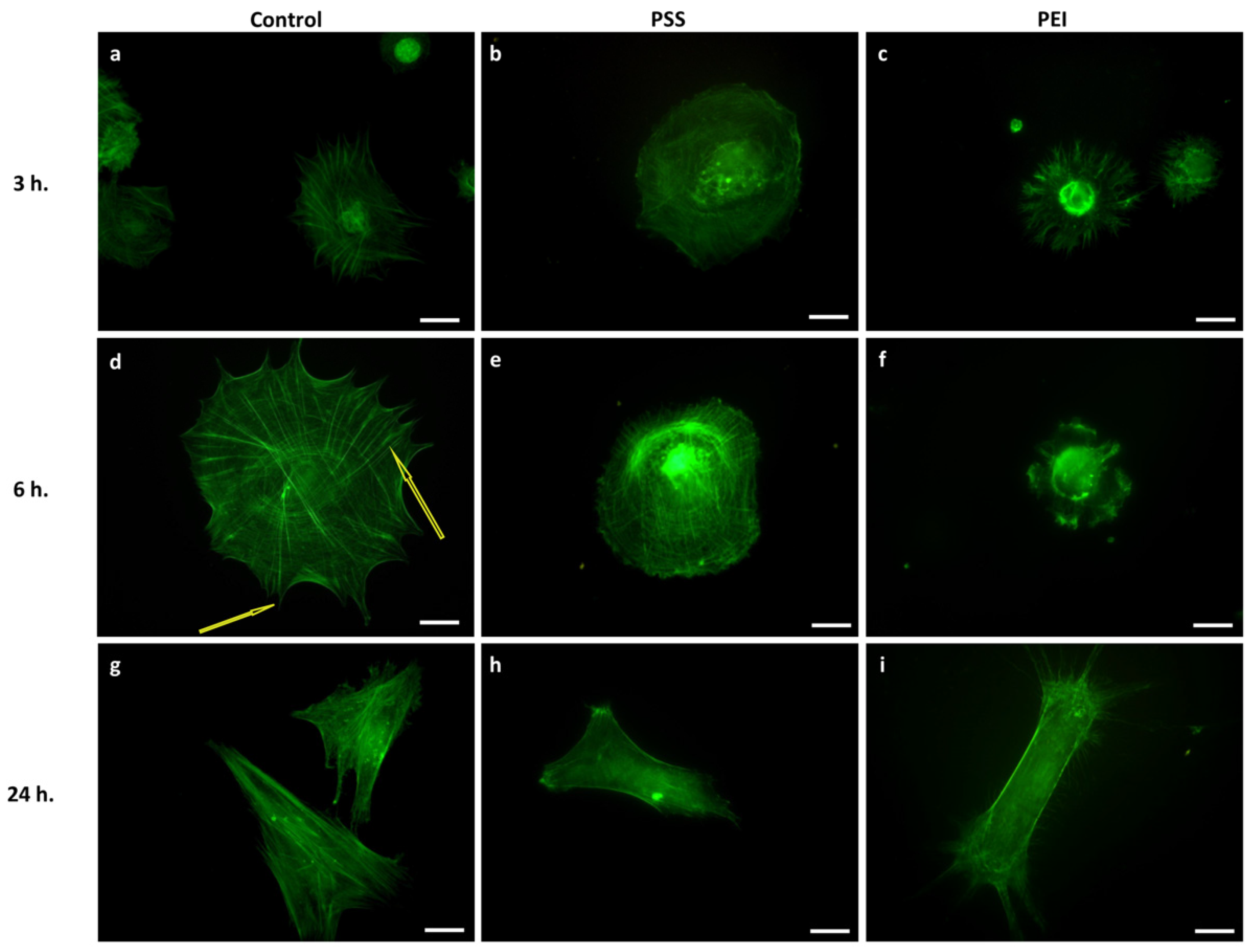 Polymers 14 02643 g002