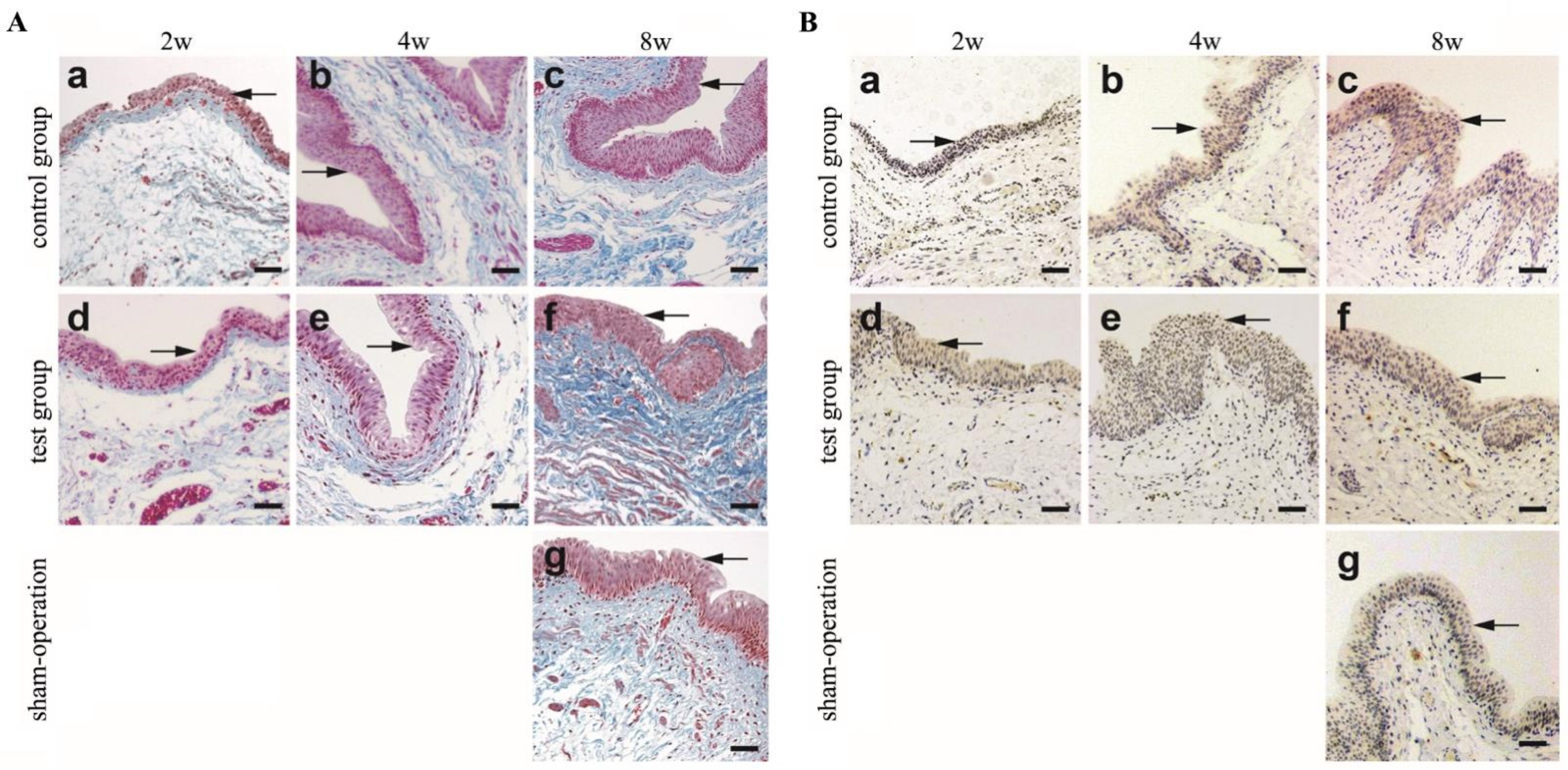 Polymers 14 02654 g003