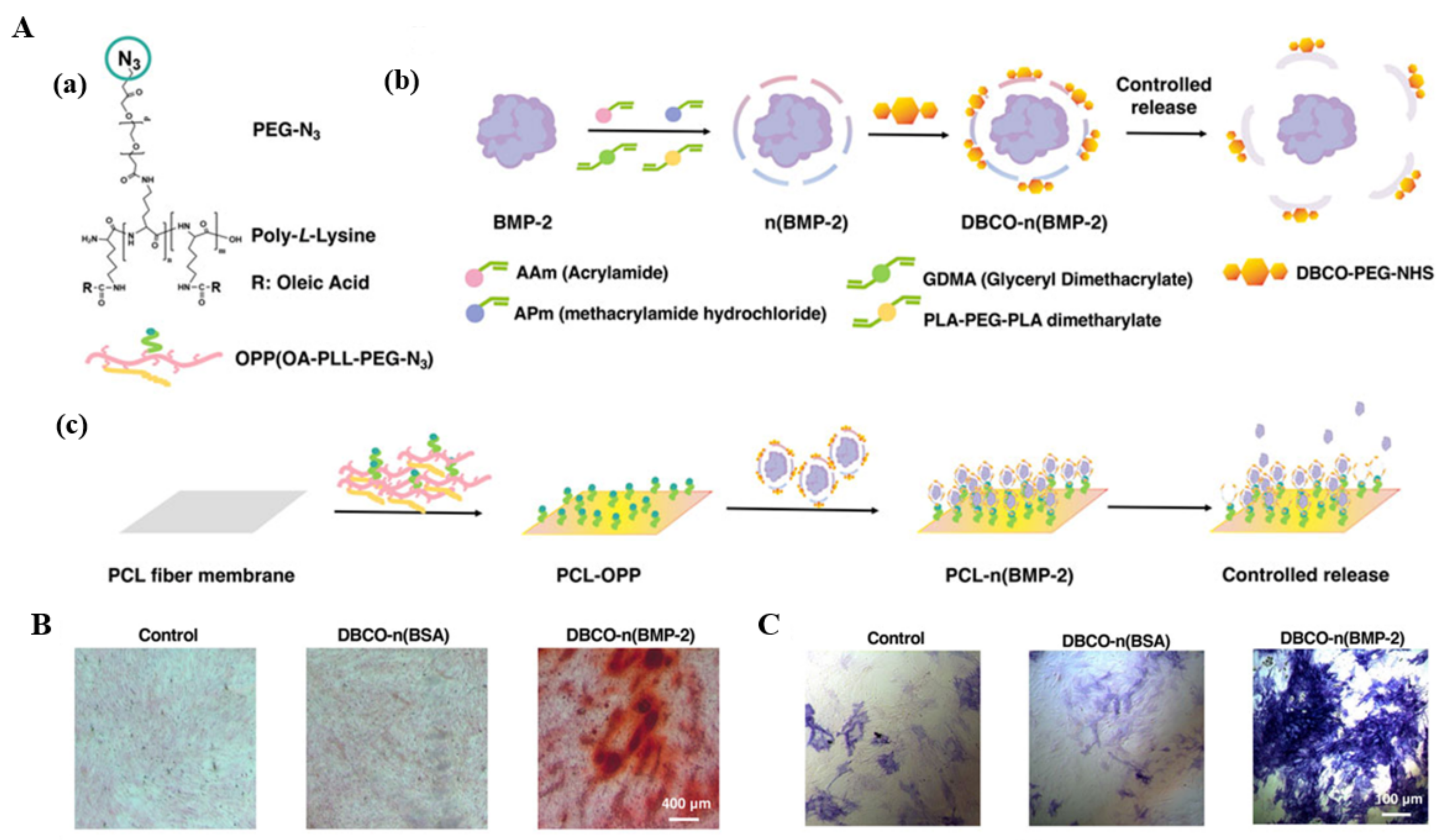 Polymers 14 02940 g005