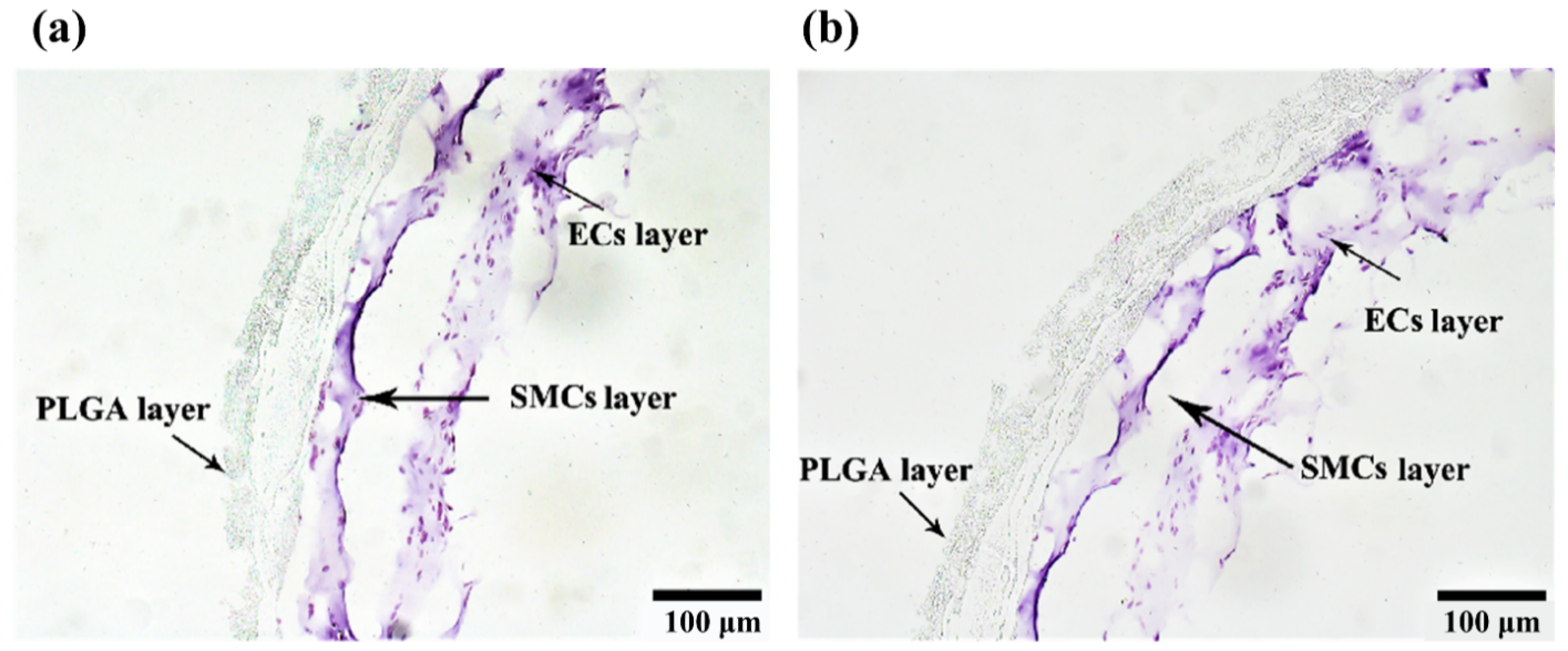 Polymers 14 03089 g010