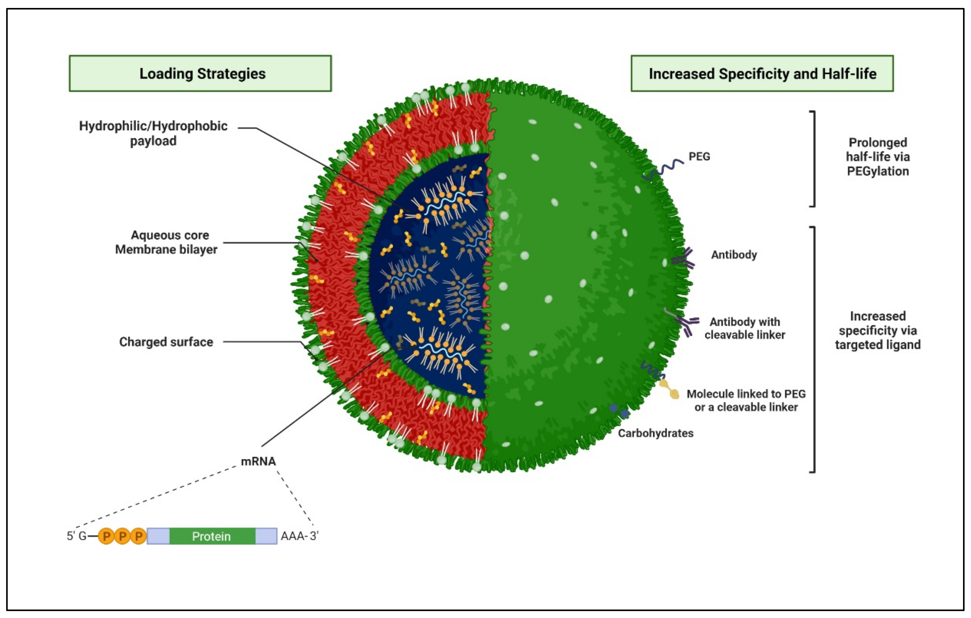 Polymers 14 03090 g008