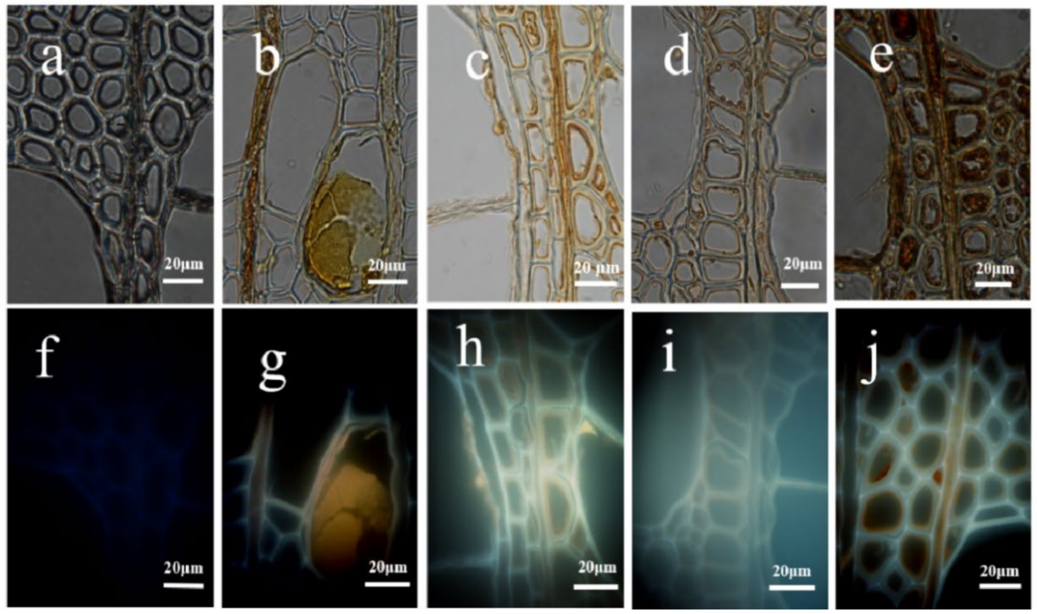 Polymers 14 03103 g004