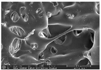 Polymers 14 03189 i006