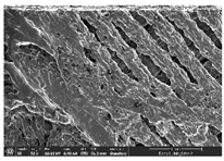 Polymers 14 03189 i010