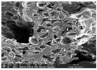 Polymers 14 03189 i032