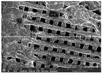 Polymers 14 03189 i040