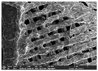 Polymers 14 03189 i046