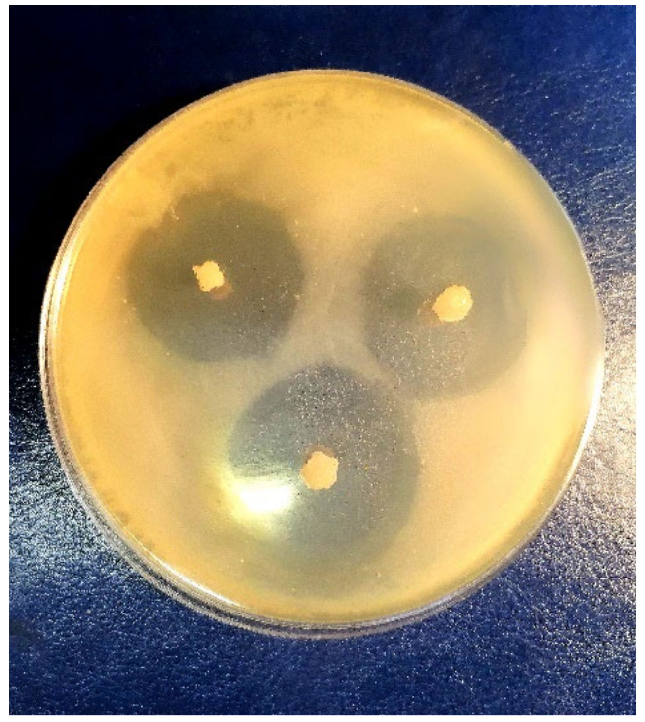 Polymers 14 03271 g012