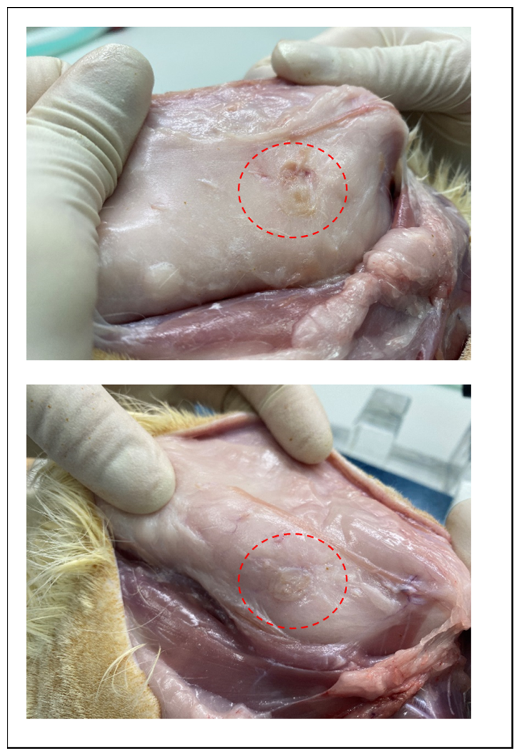 Polymers 14 03322 g008