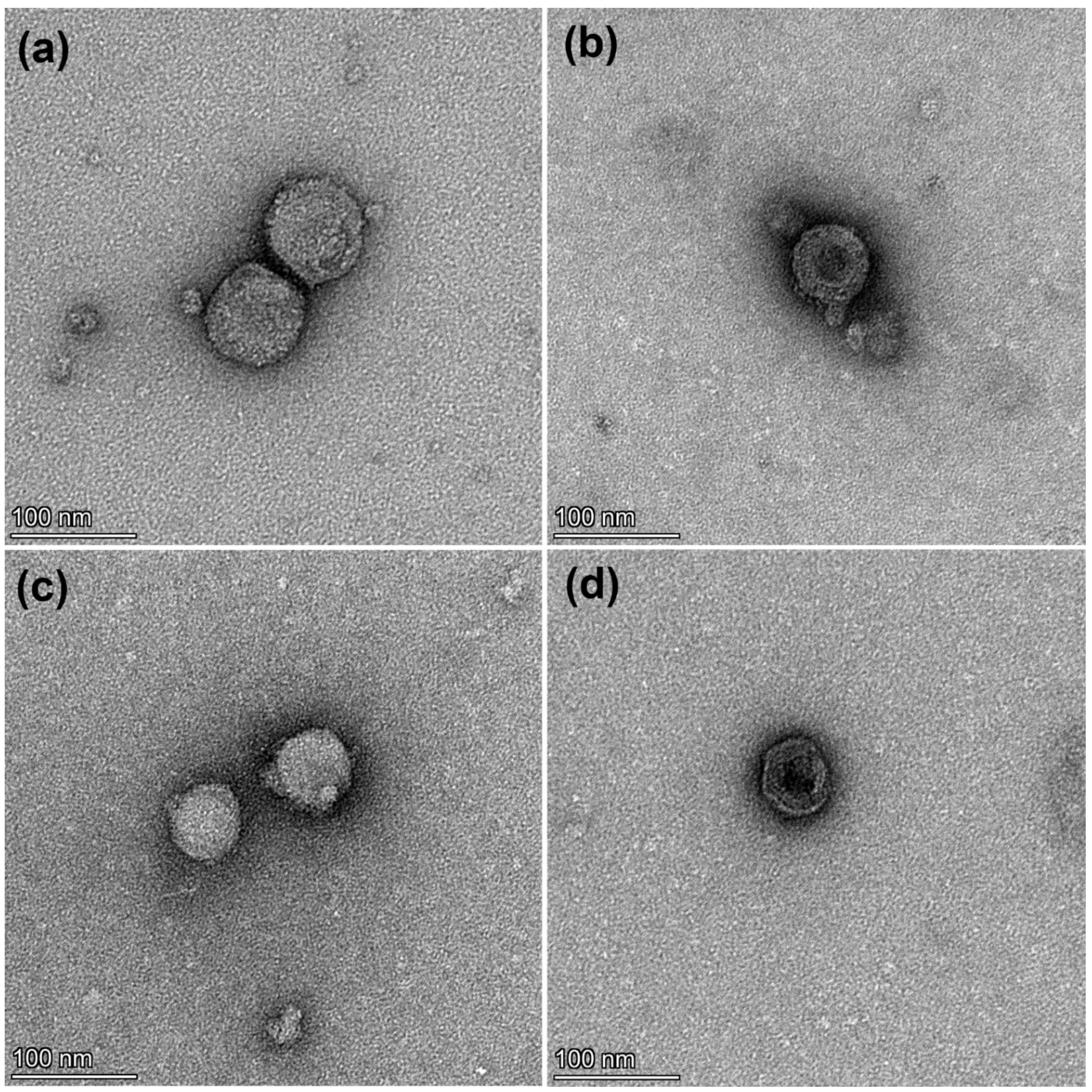 Polymers 14 03357 g003