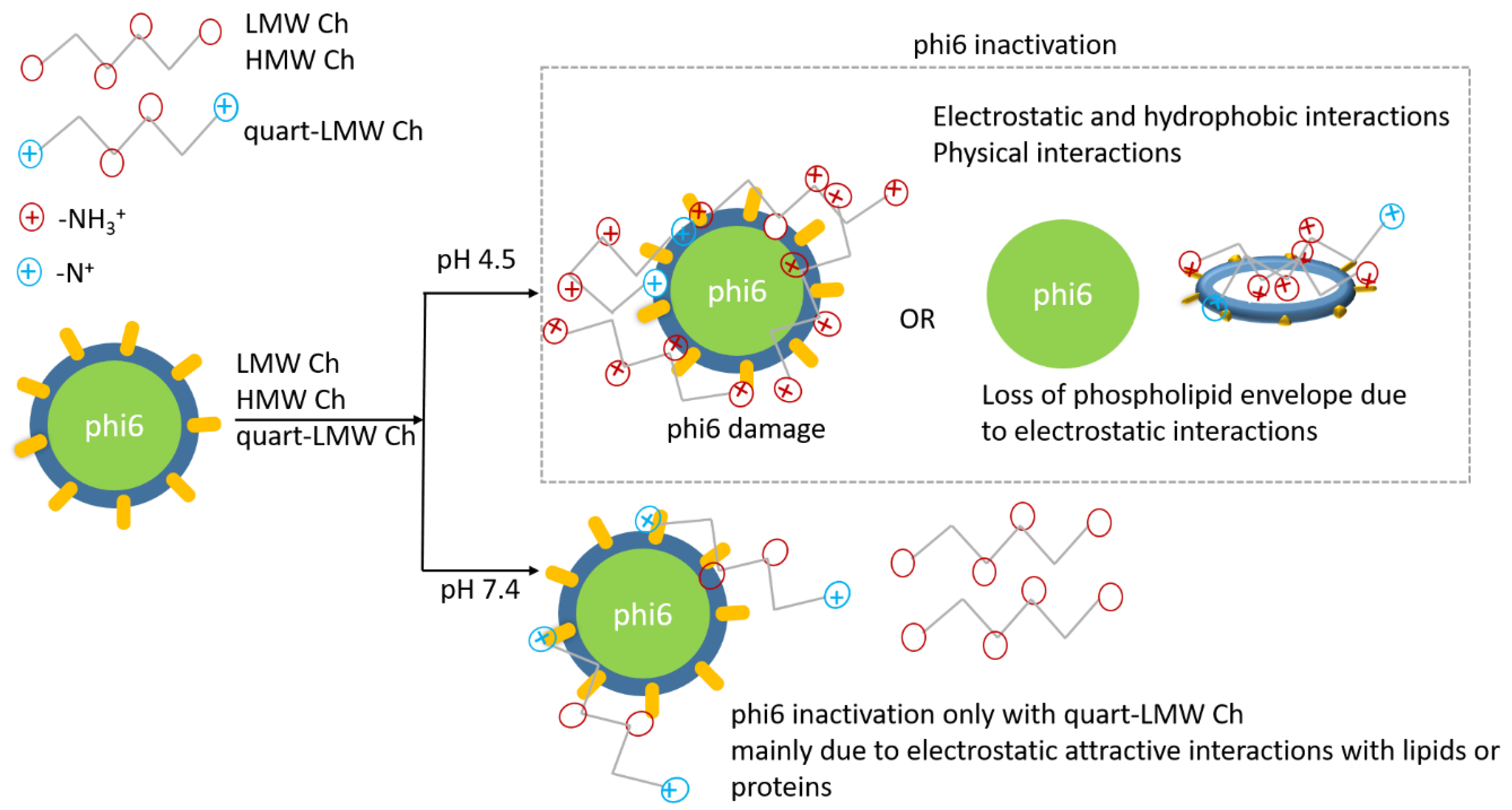 Polymers 14 03357 sch002