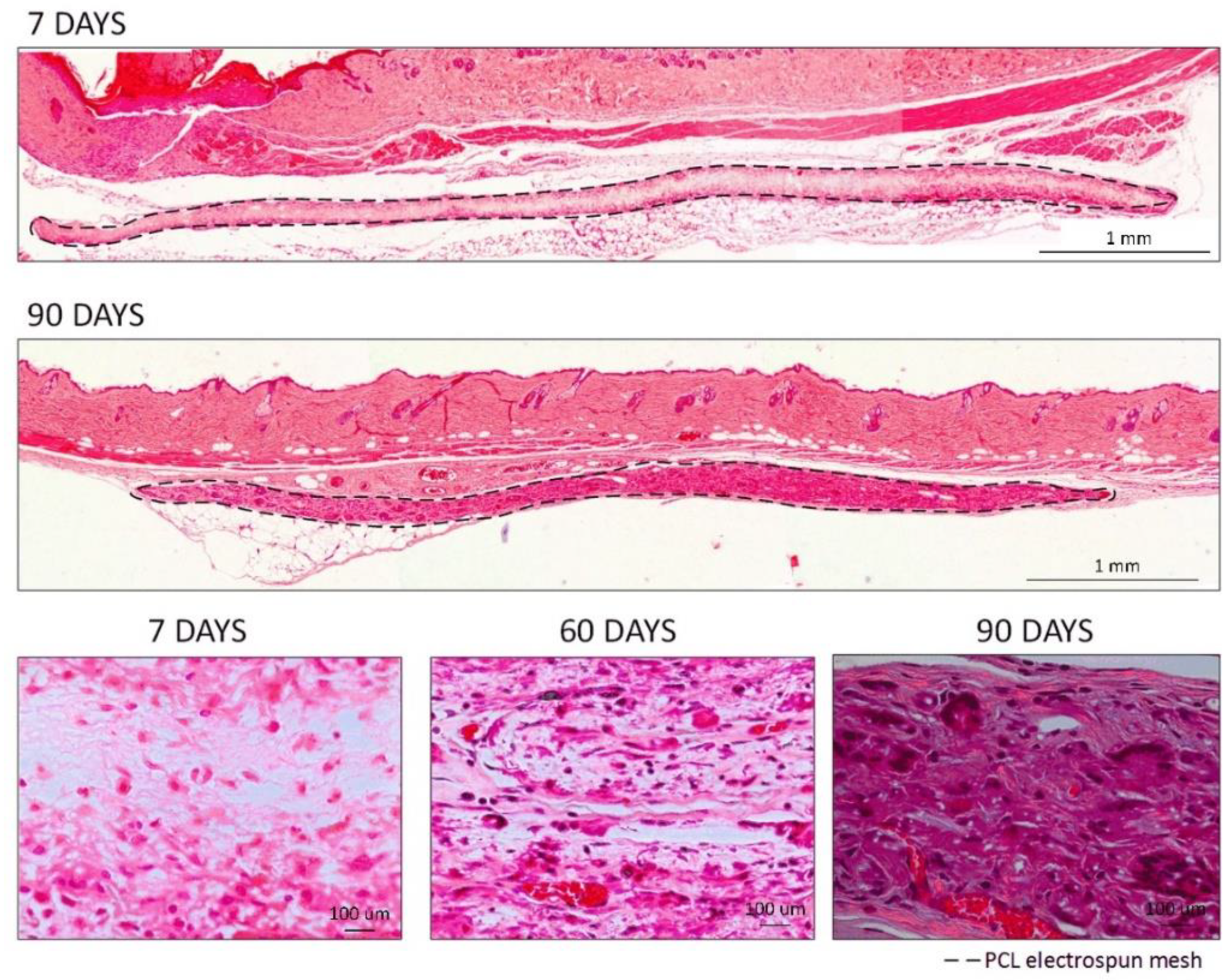 Polymers 14 03397 g006