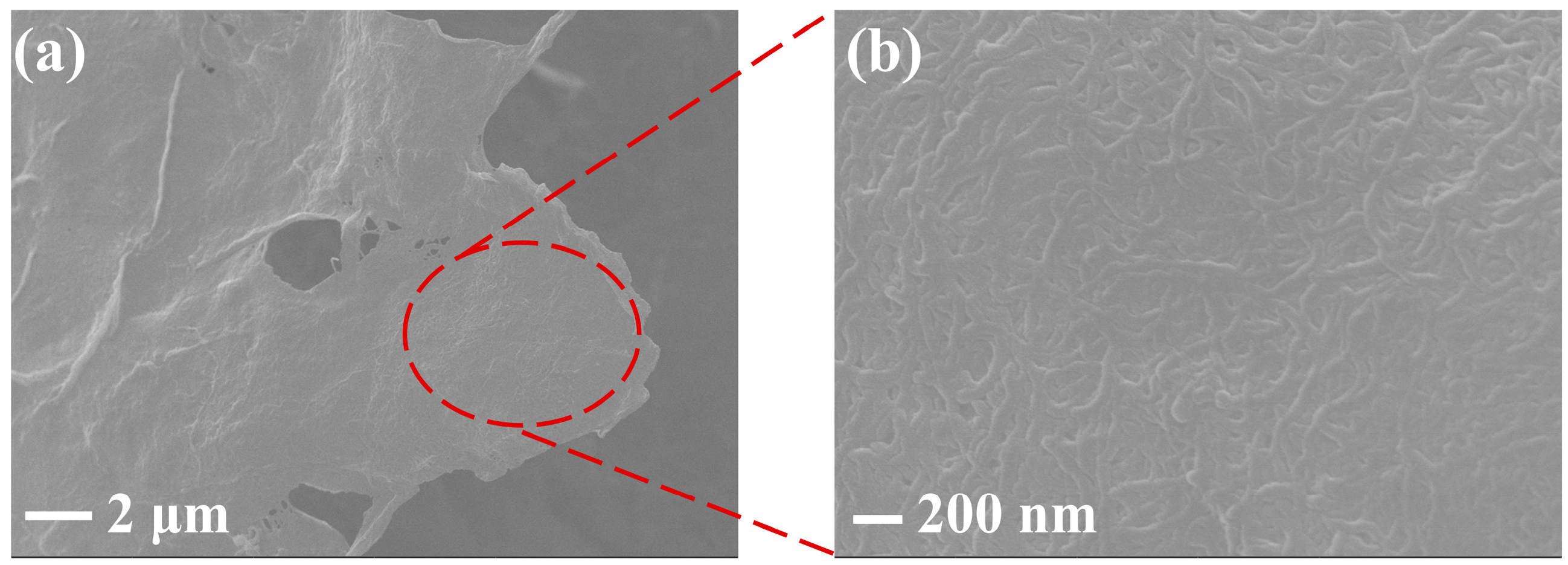 Polymers 14 03491 g002