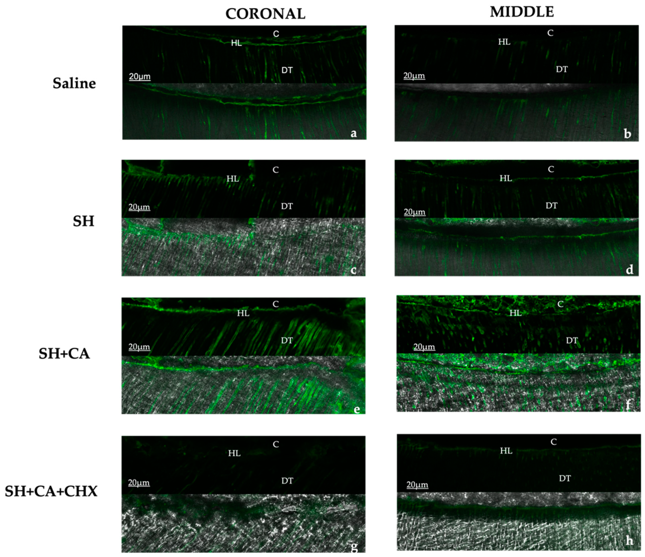 Polymers 14 03567 g004