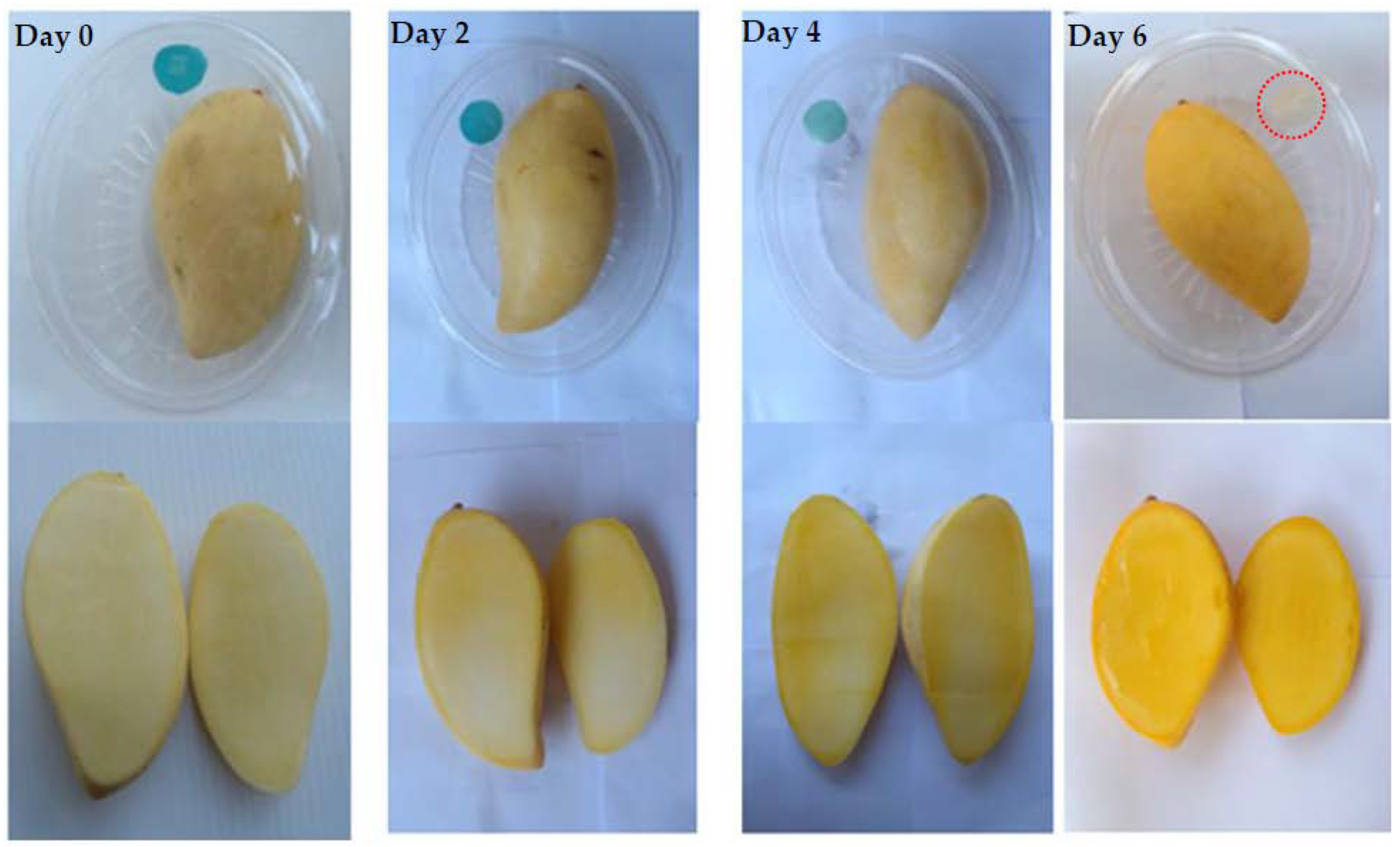 Polymers 14 03616 g005