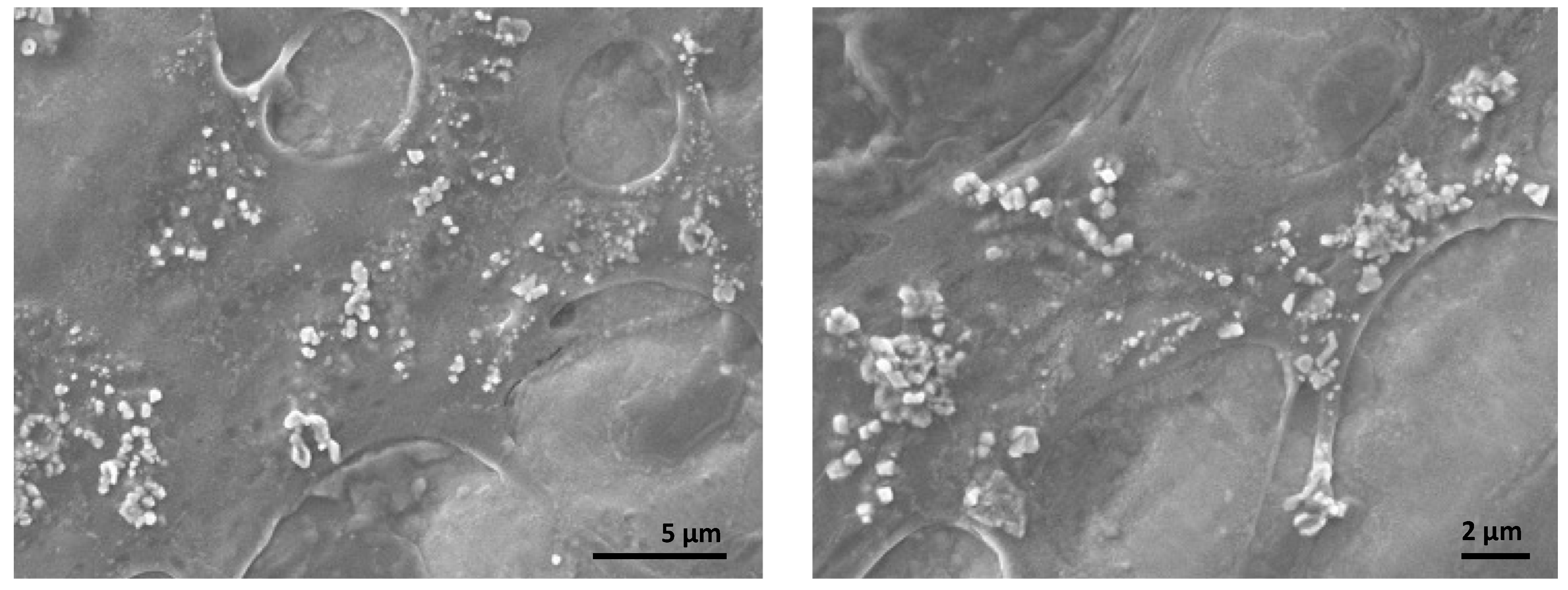 Polymers 14 03758 g004