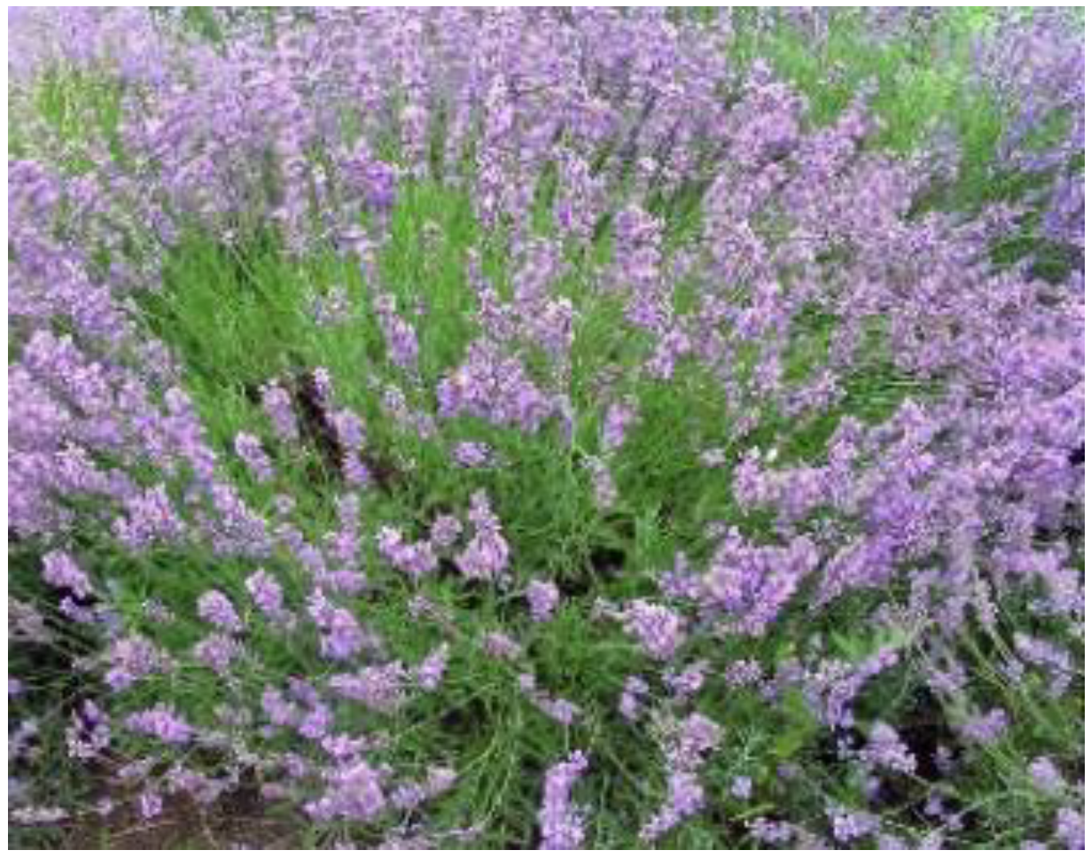 Polymers 14 03772 g006