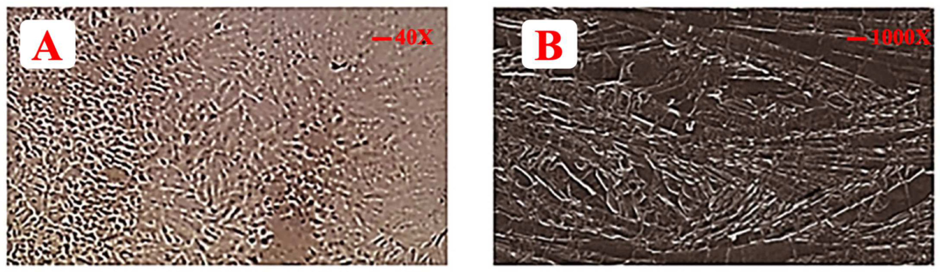 Polymers 14 03981 g004