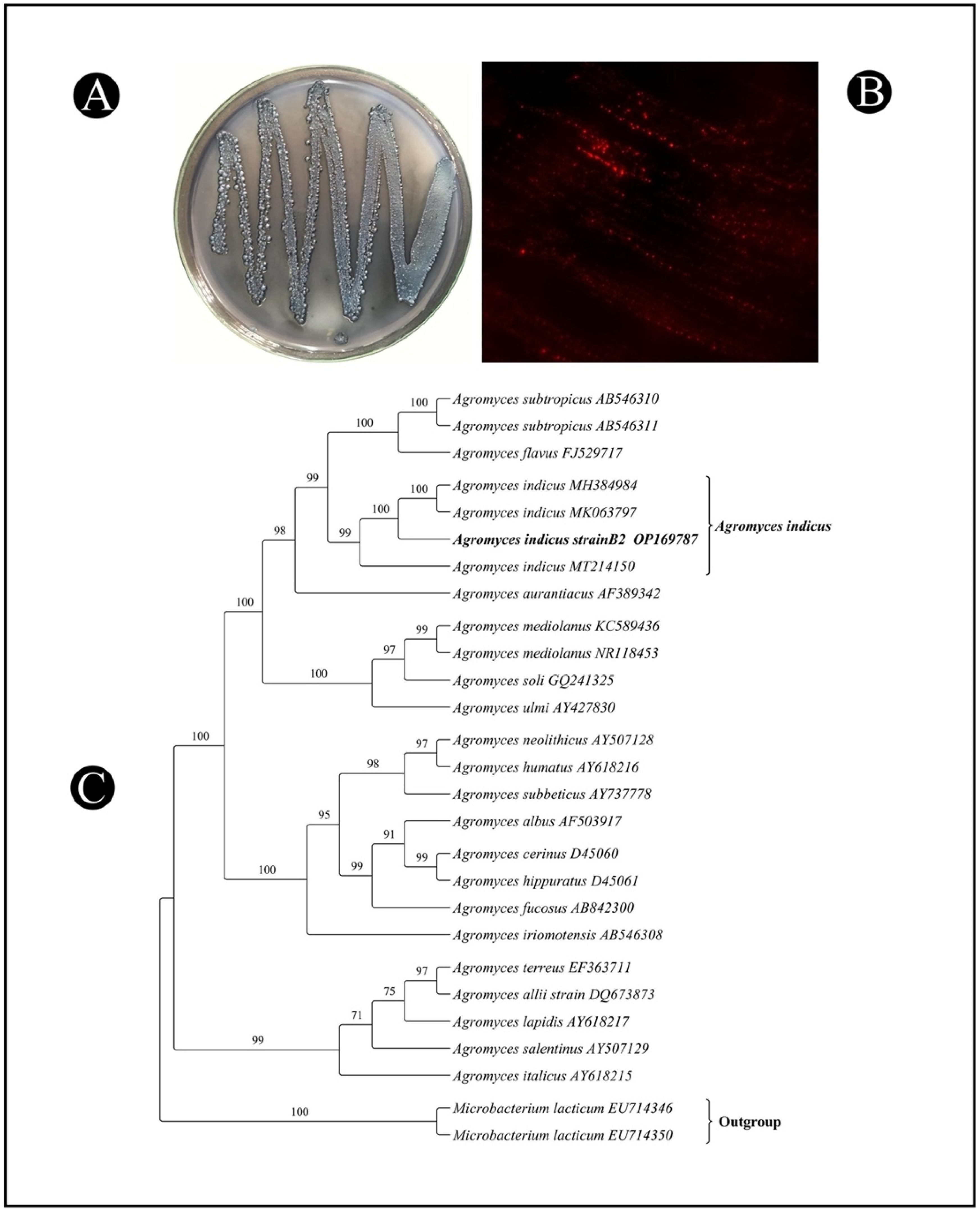 Polymers 14 03982 g001