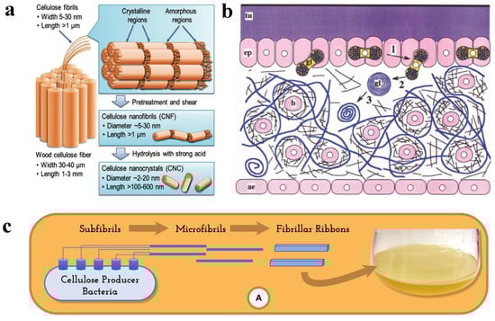 Polymers 14 04025 g002