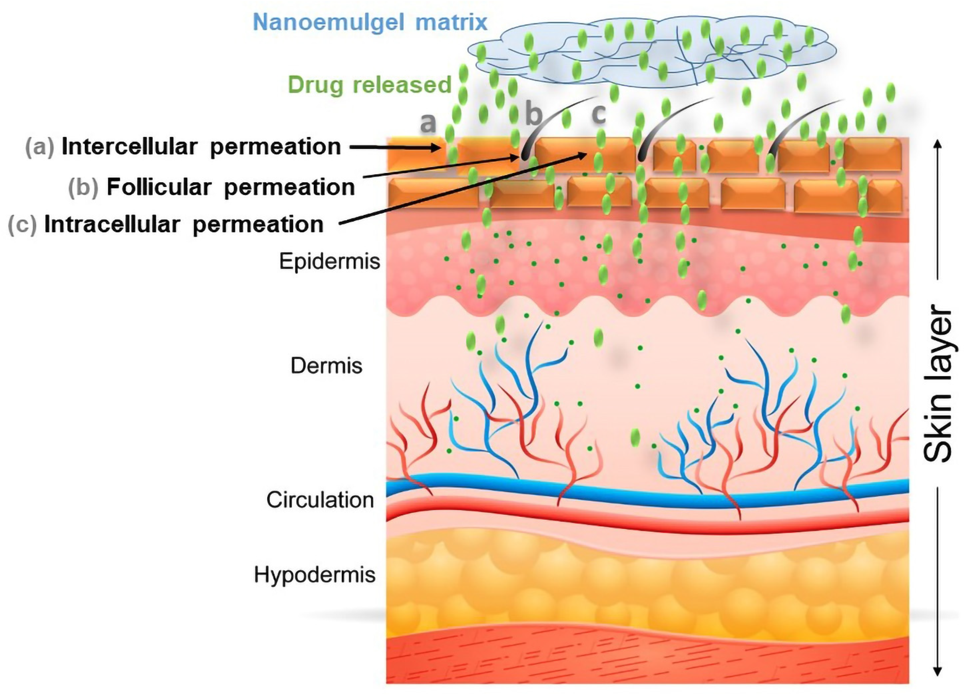 Polymers 14 04141 g005