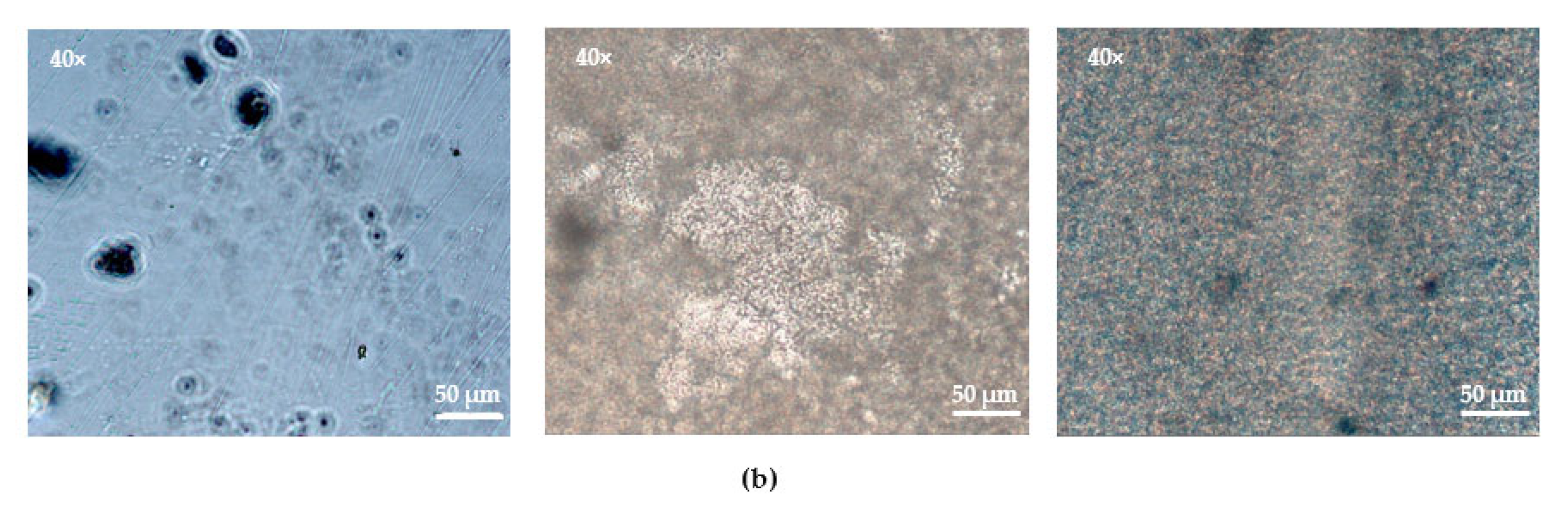 Polymers 14 04145 g010b