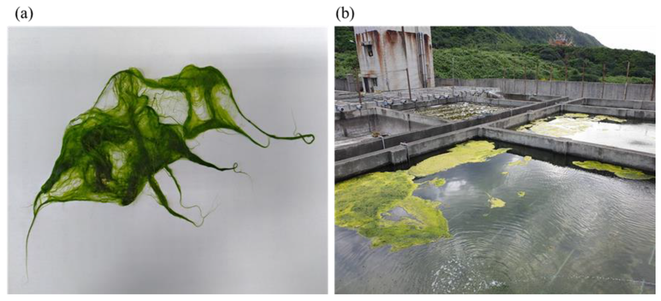 Polymers 14 04162 g001