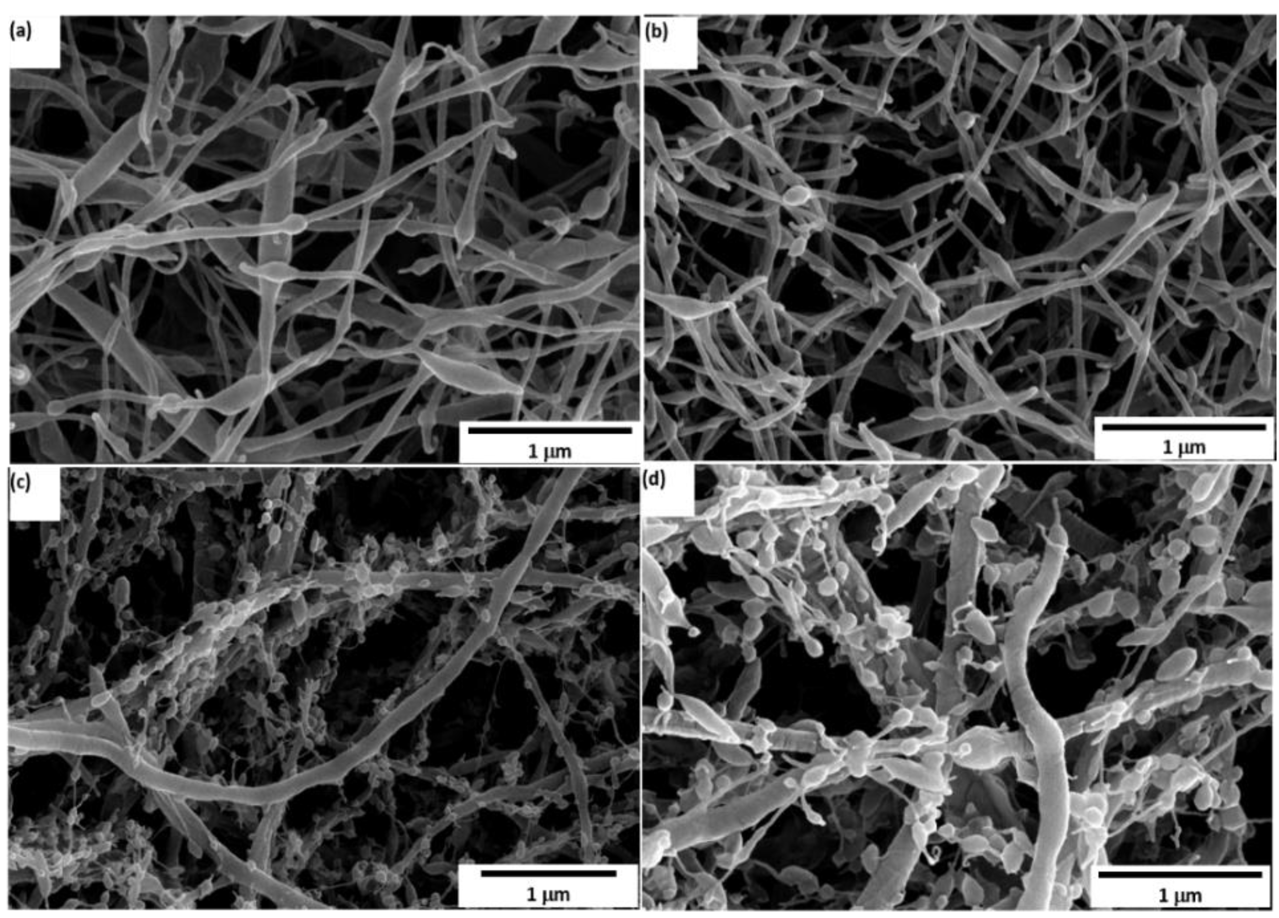 Polymers 14 04209 g006
