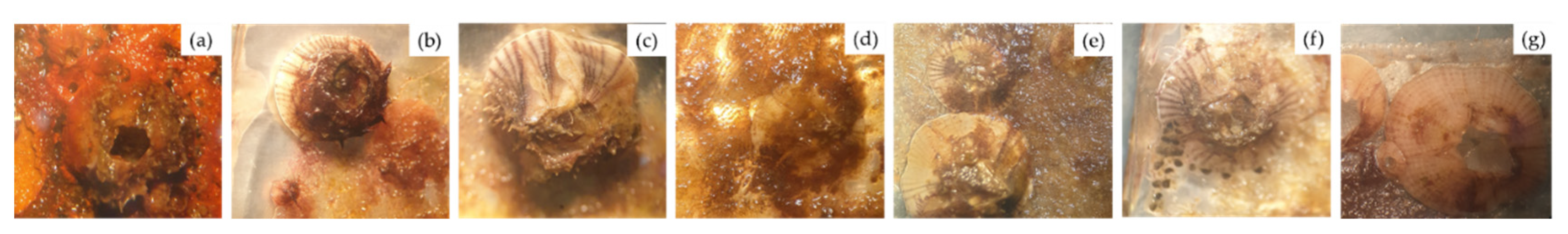 Polymers 14 04252 g003