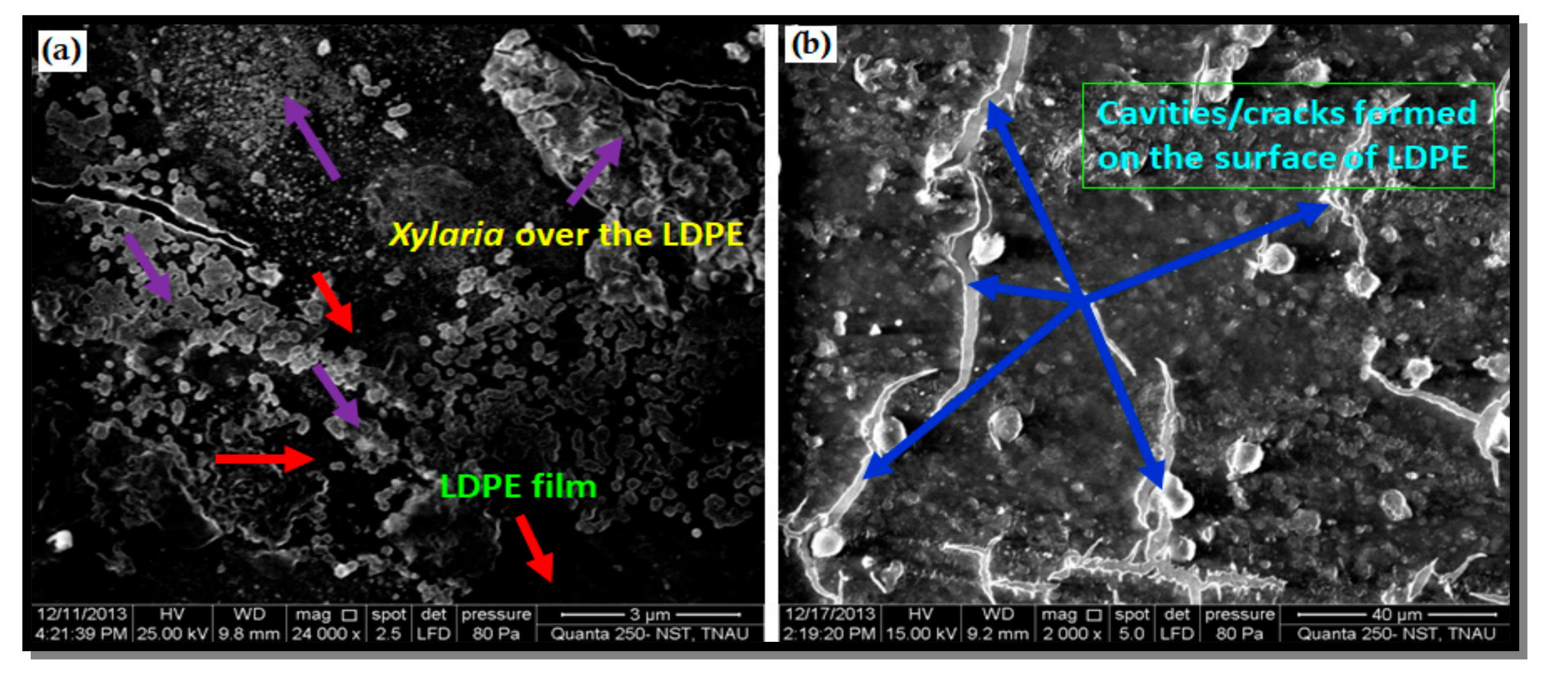 Polymers 14 04271 g004