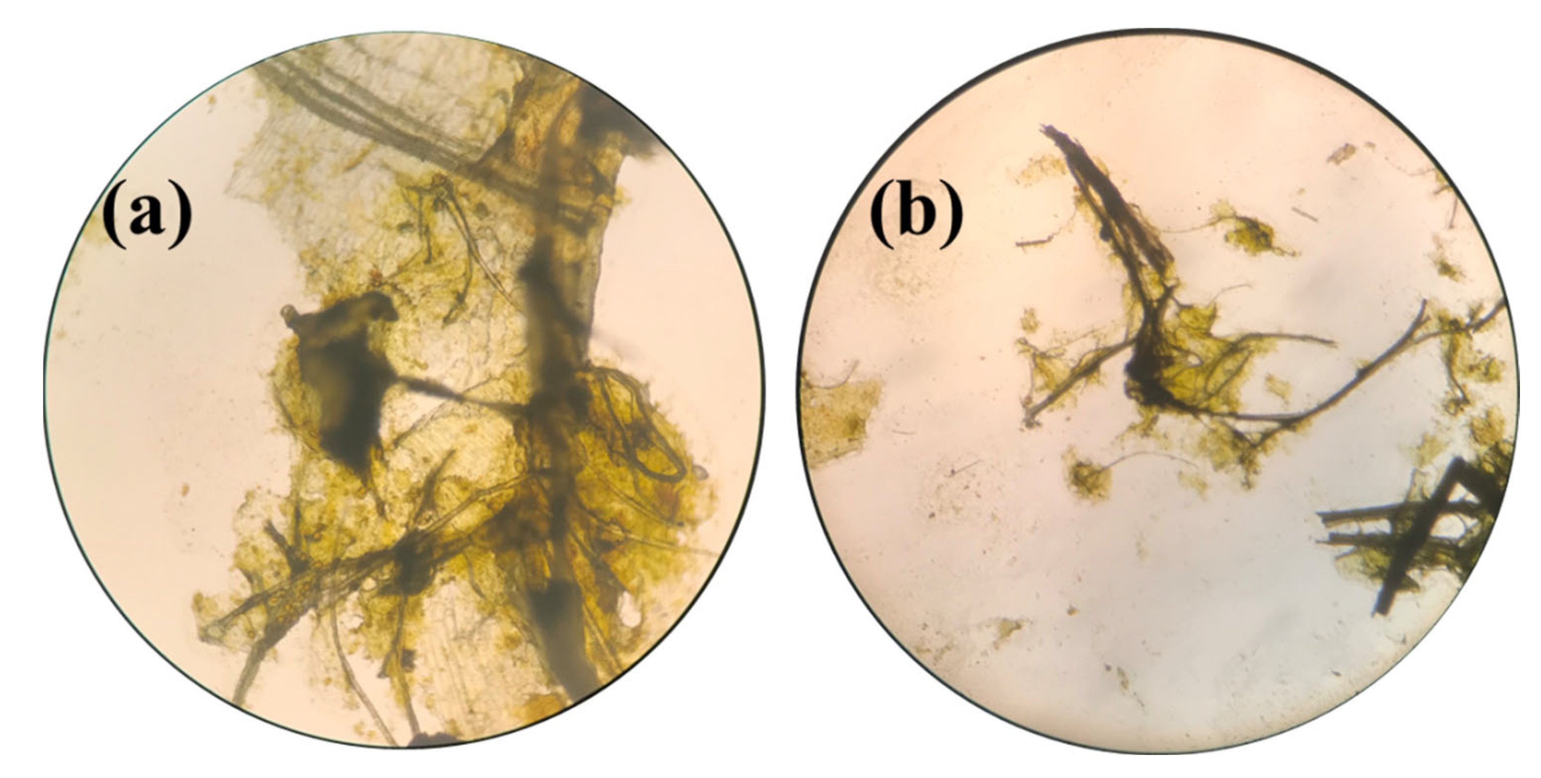 Polymers 14 04290 g012
