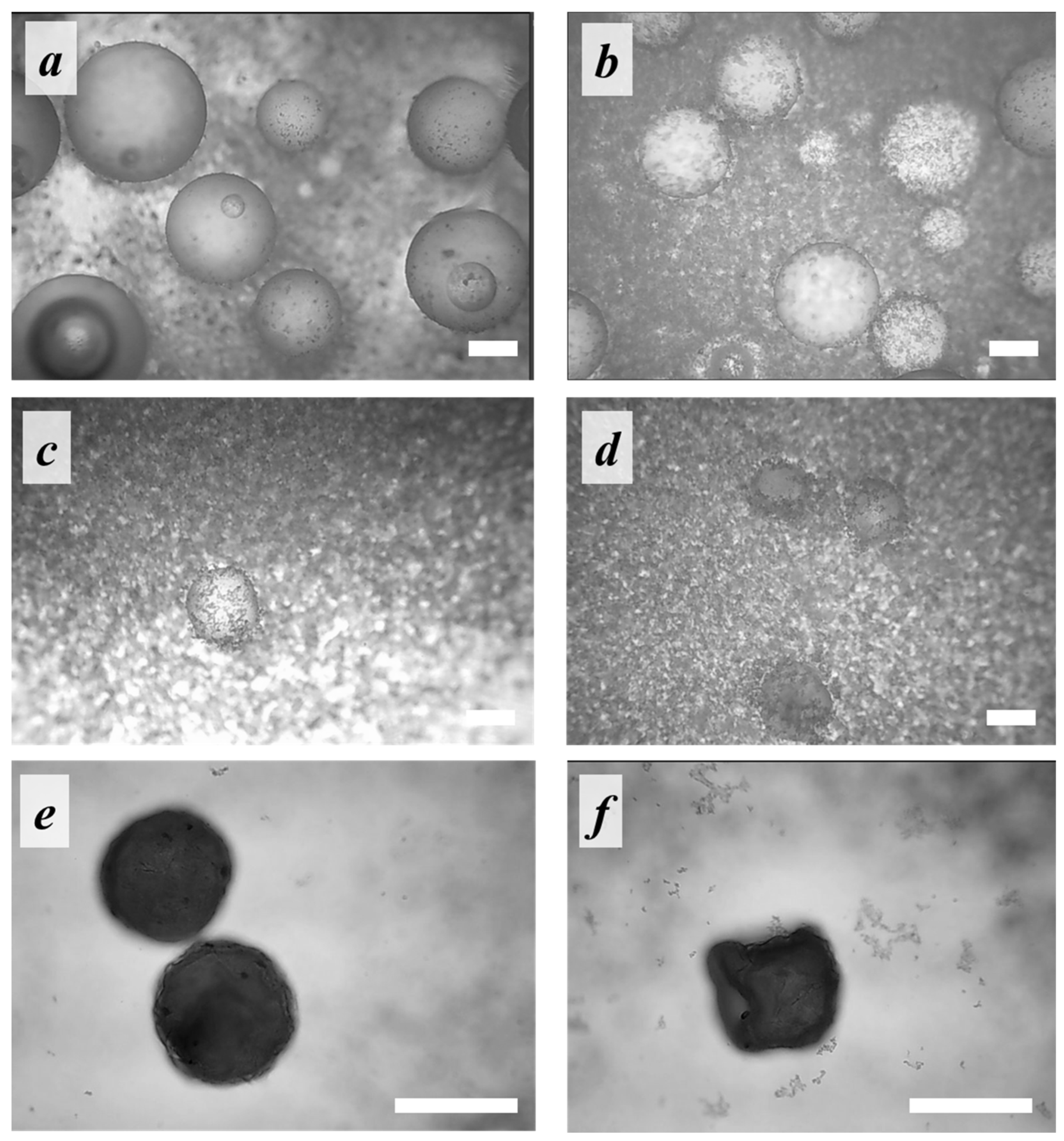 Polymers 14 04309 g005 Polymers 14 04309 g005