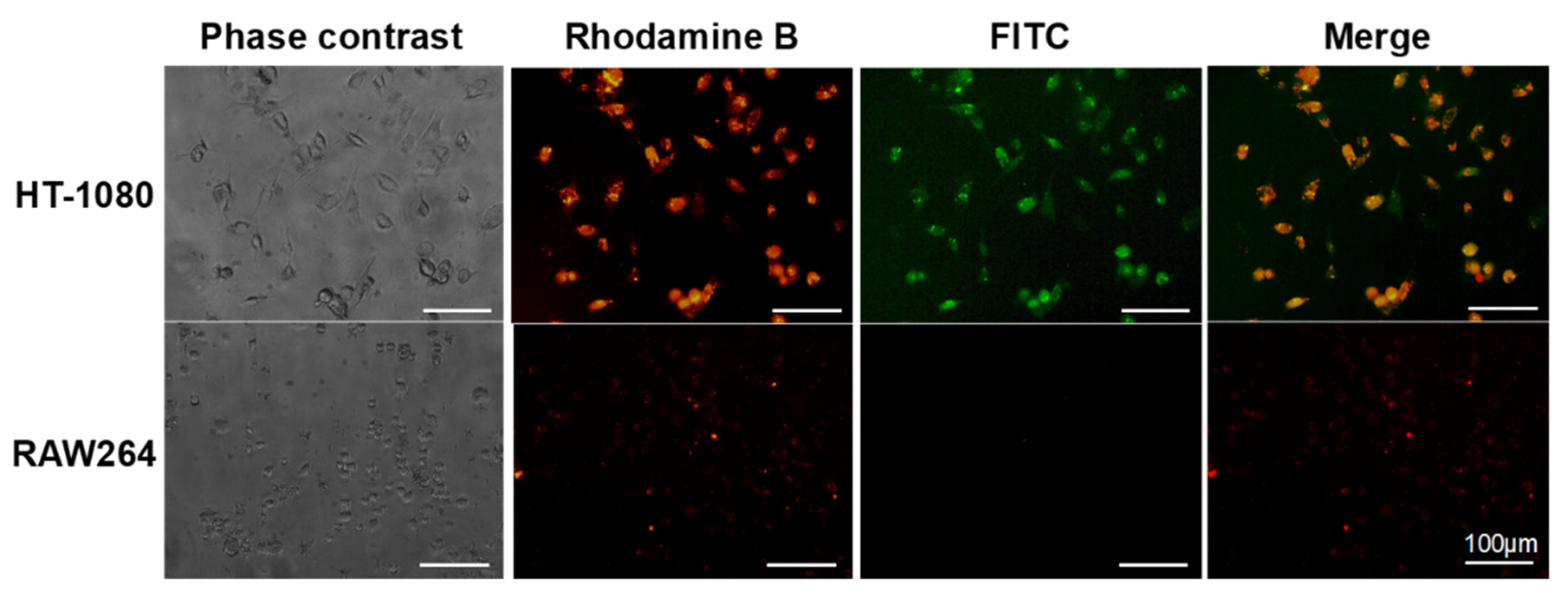 Polymers 14 04314 g004 Polymers 14 04314 g004