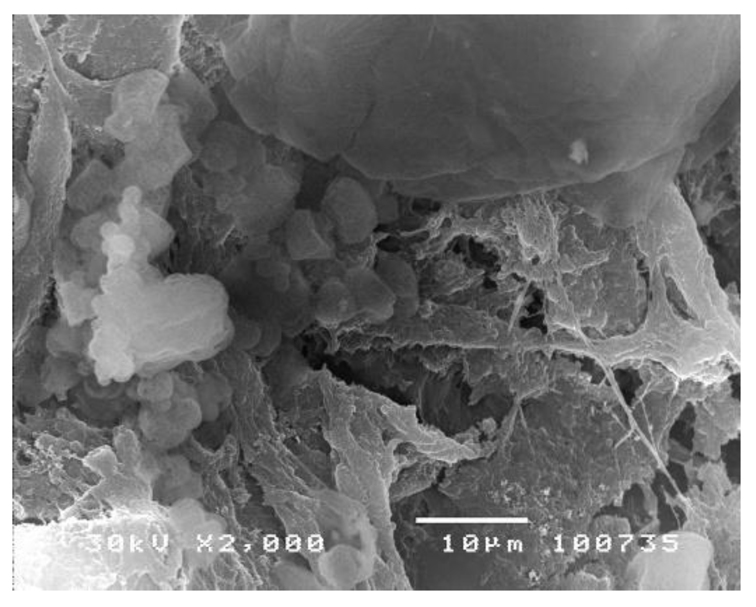 Polymers 14 04511 g002