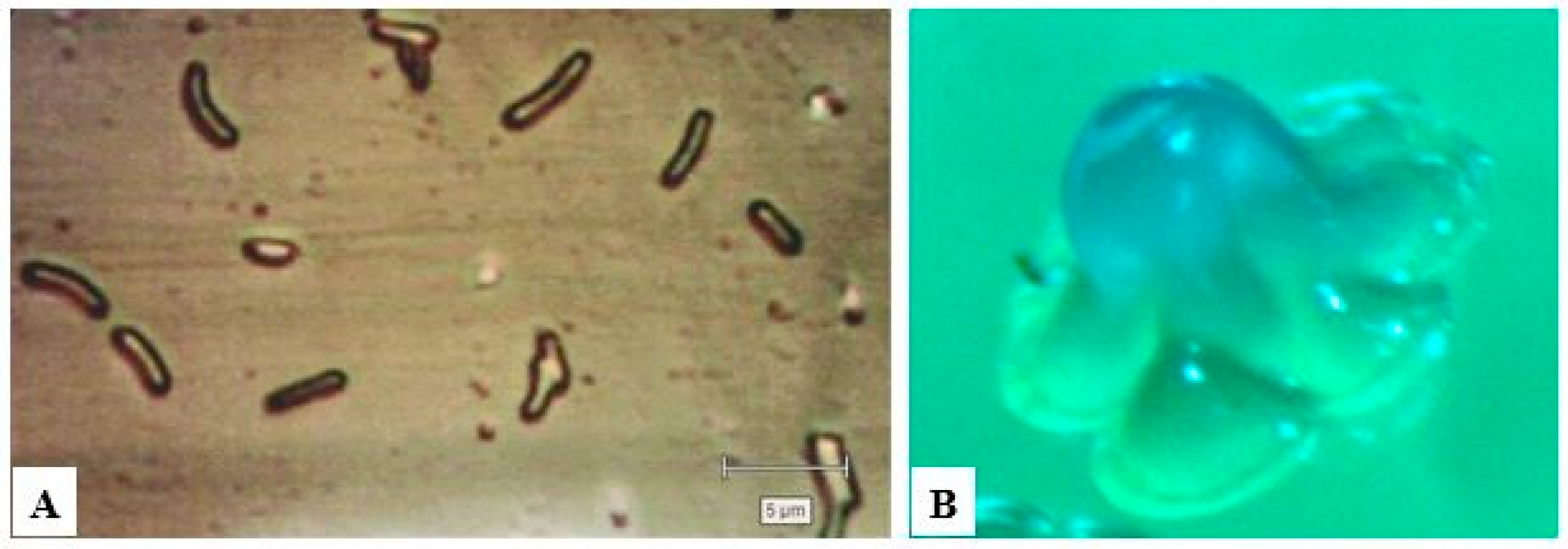 Polymers 14 04670 g001 Polymers 14 04670 g001