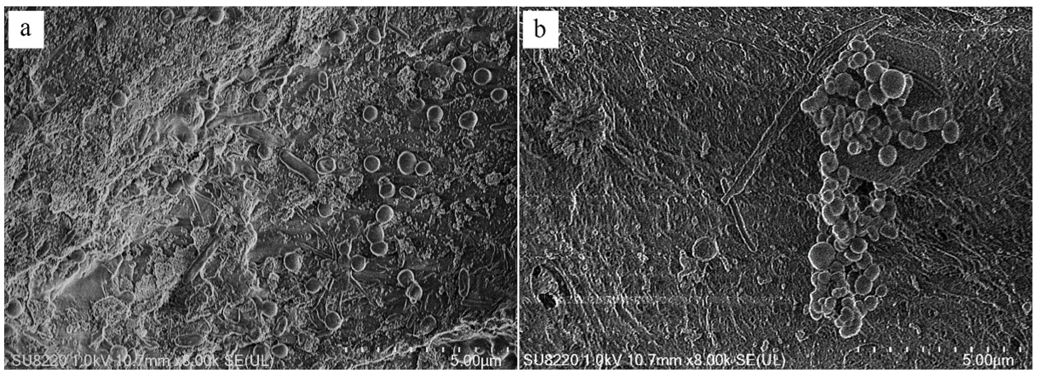 Polymers 14 04774 g009