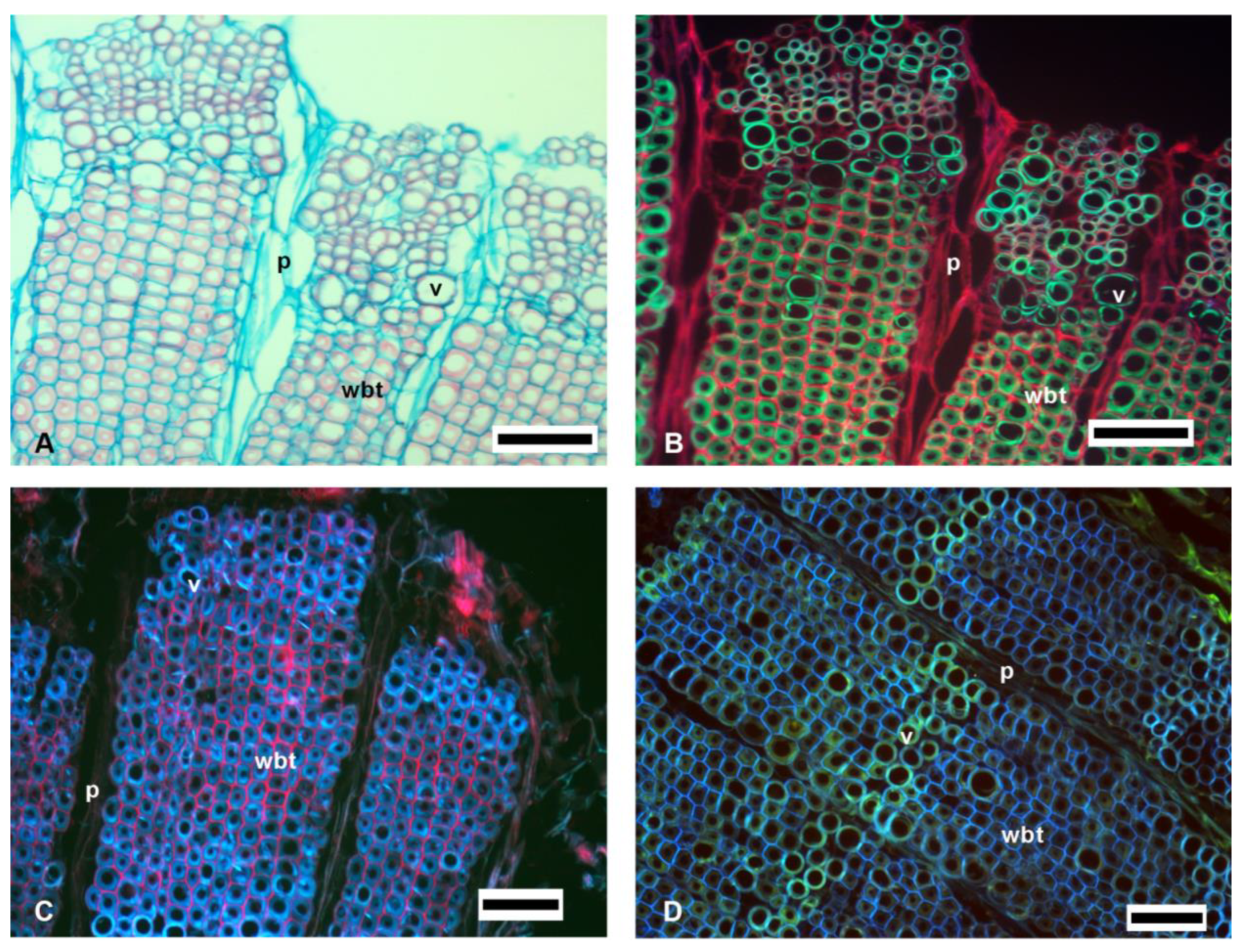 Polymers 14 04840 g002